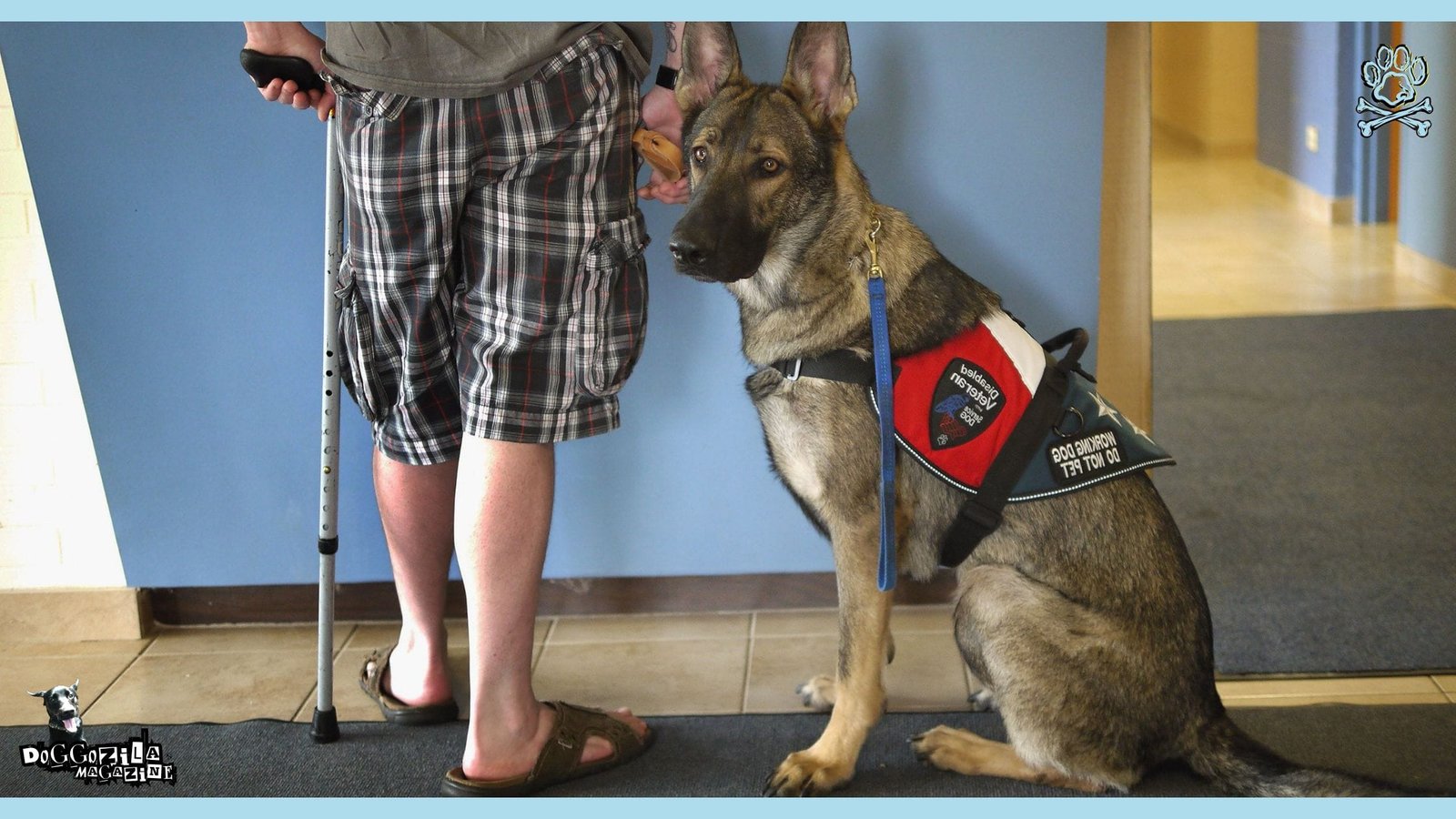 Types Of Service Dogs