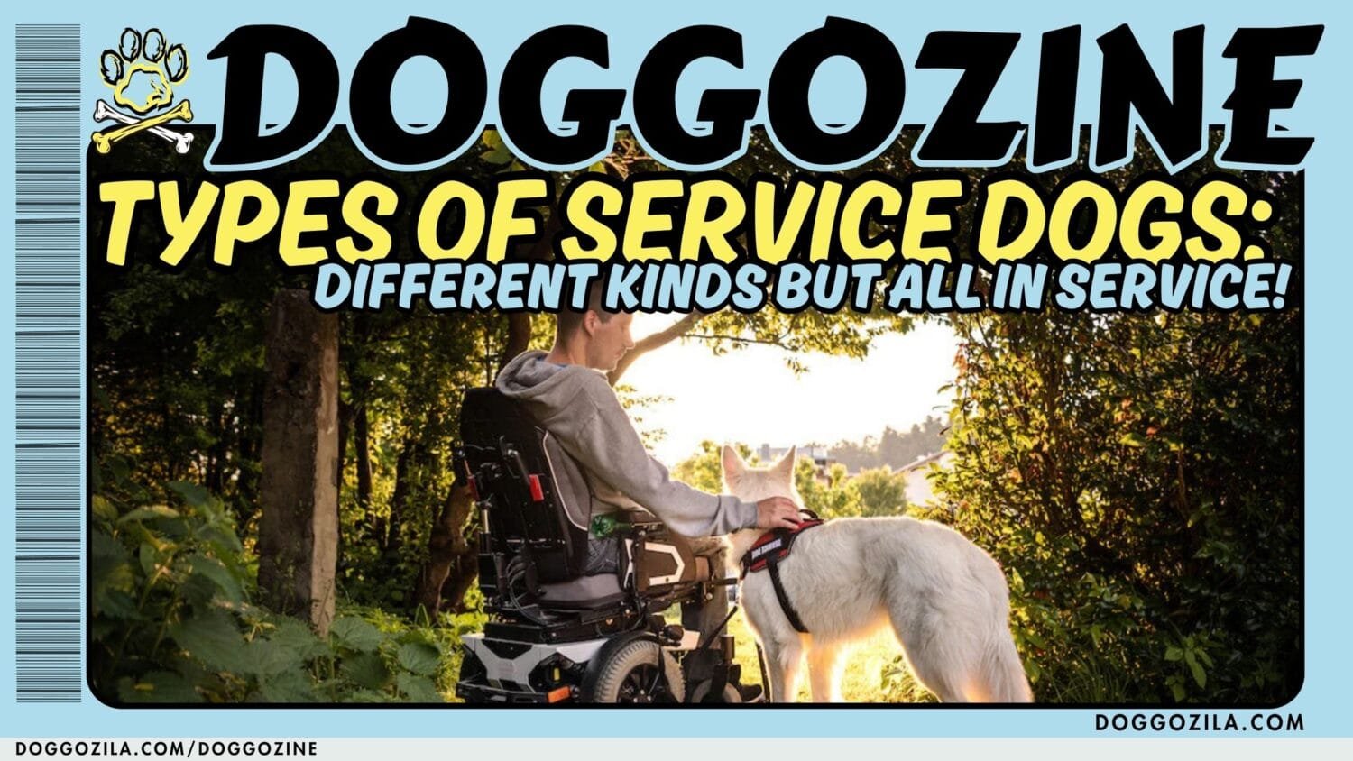 Types Of Service Dogs