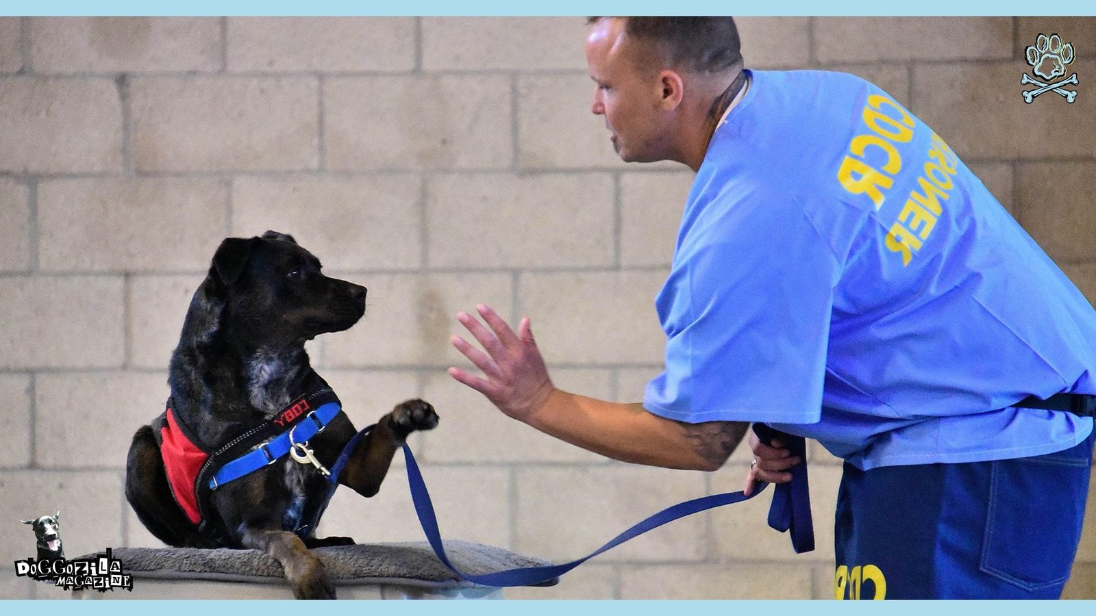 puppy makes hi five