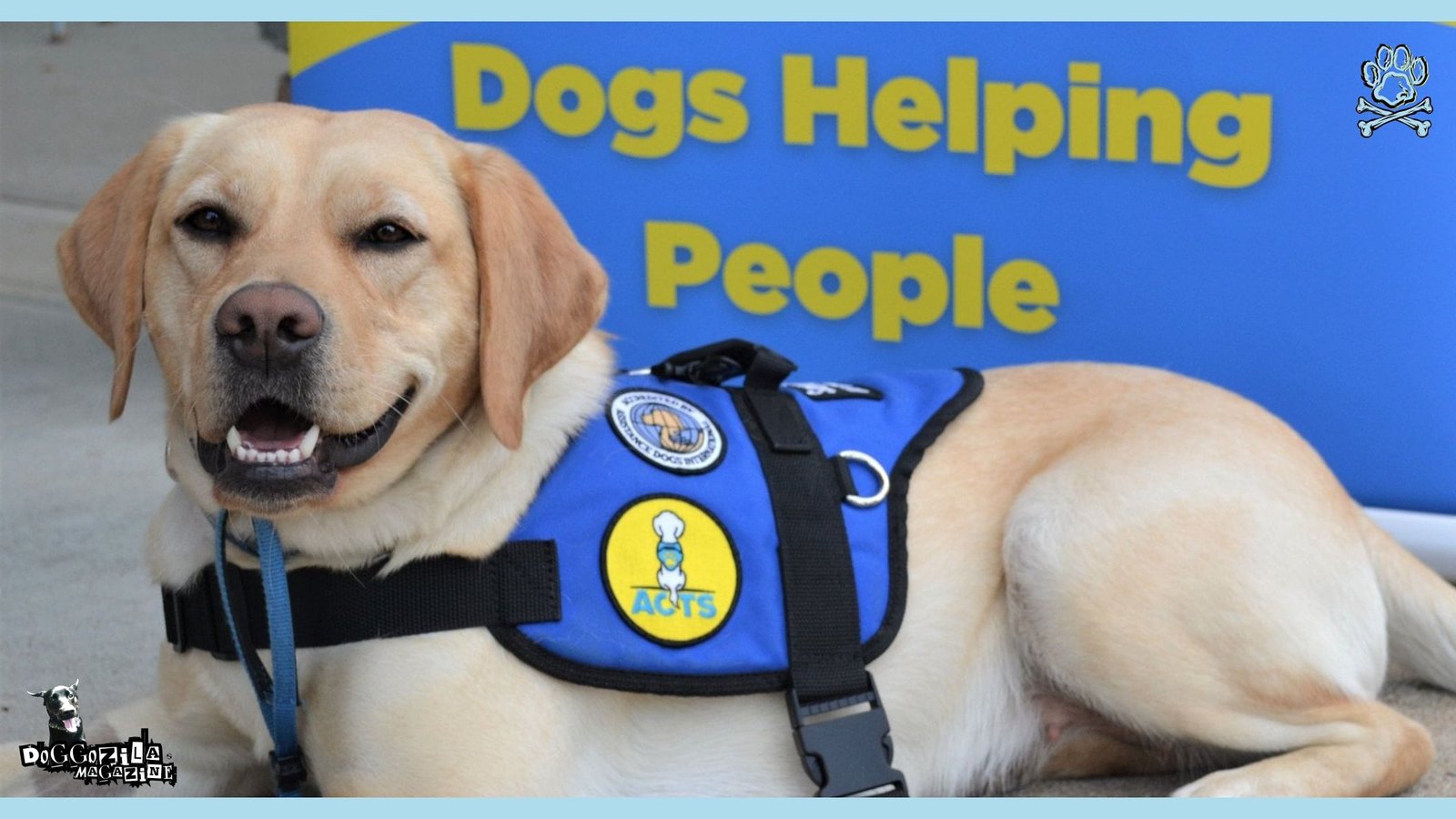 dogs helping people