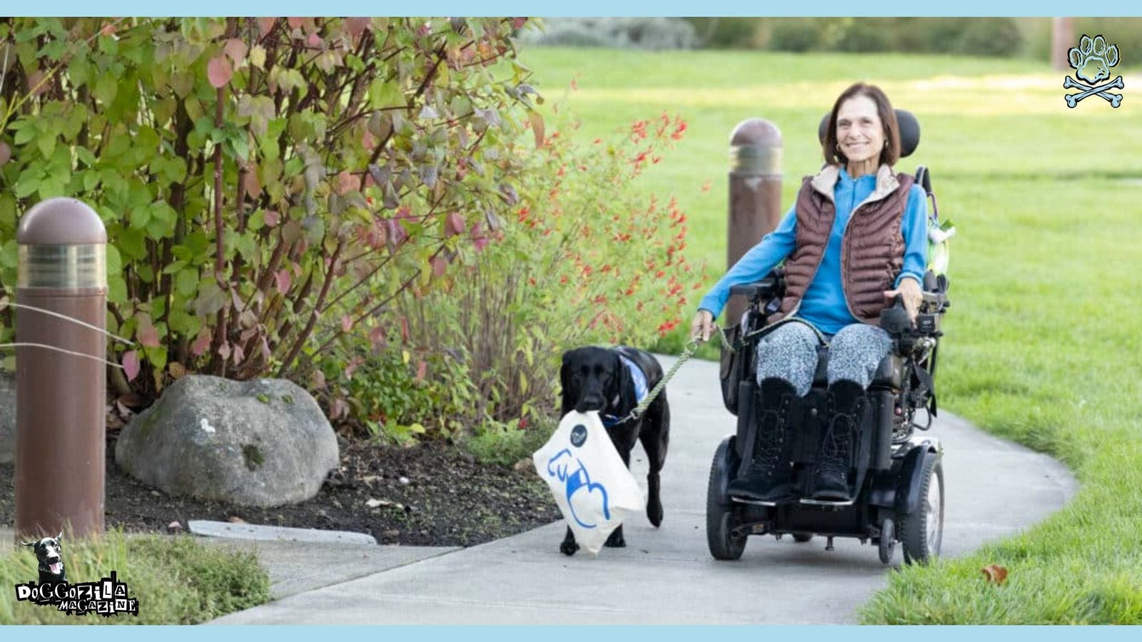 black labrador helping his human