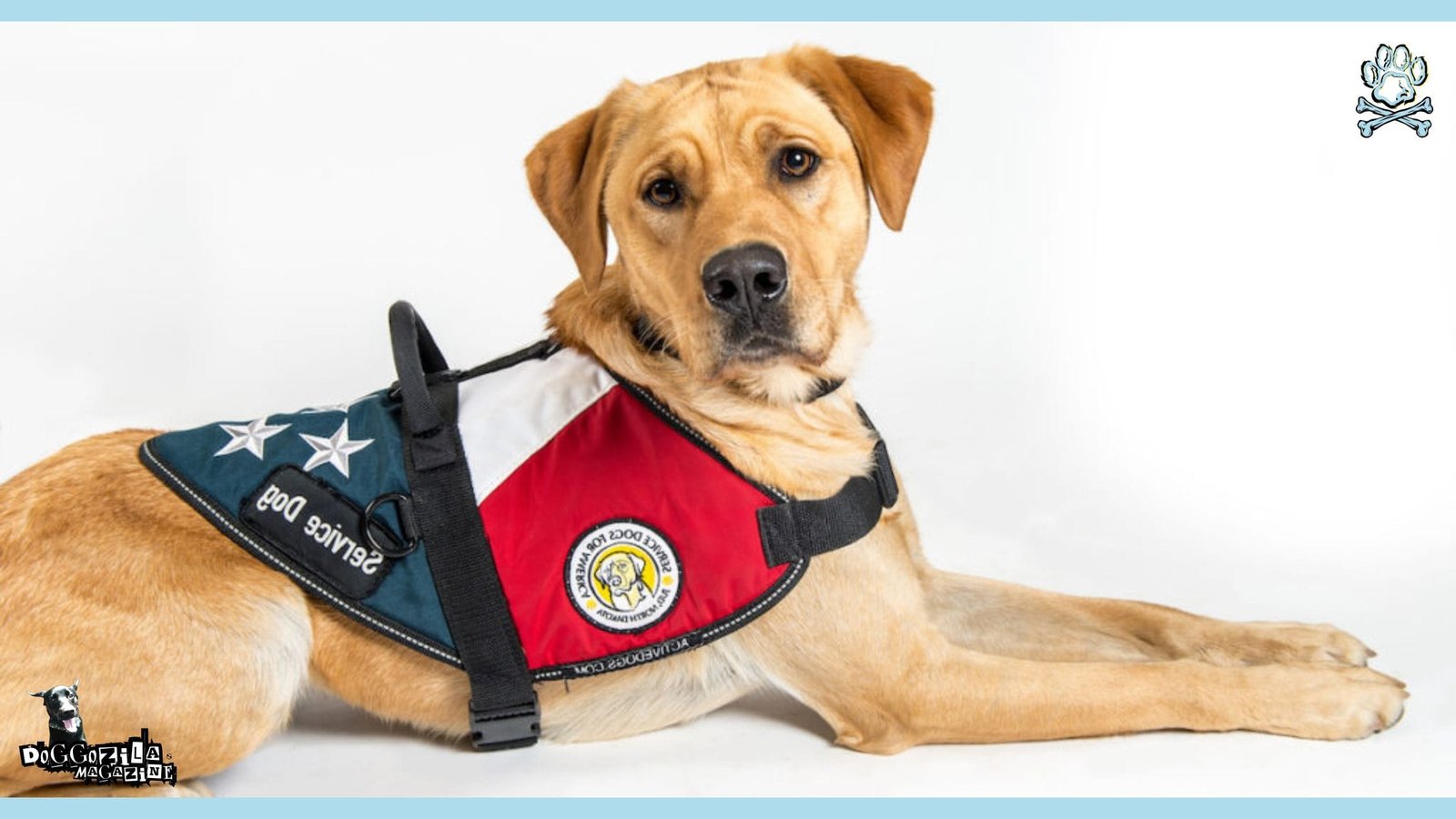 Types Of Service Dogs