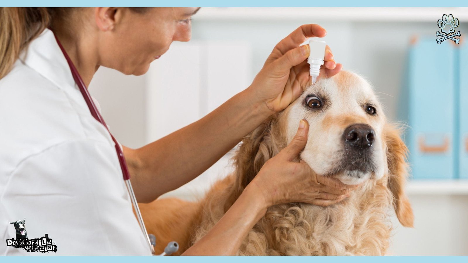 eye treatment at the veterinary