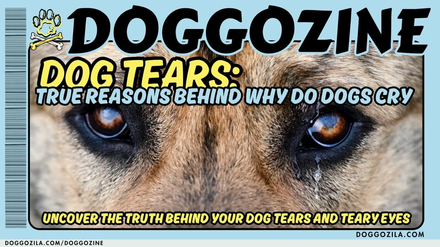 dog tears