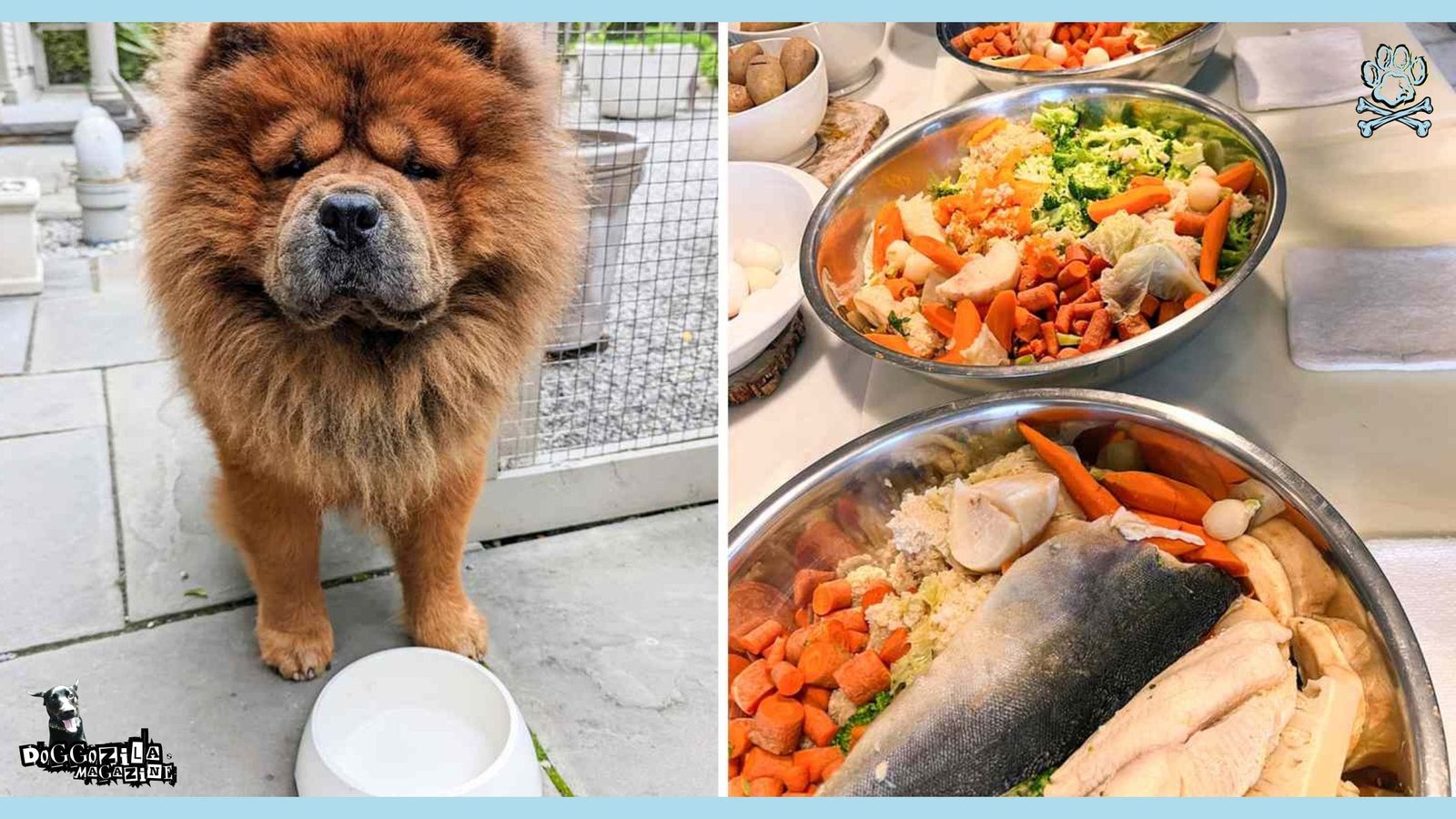 chow chow dog