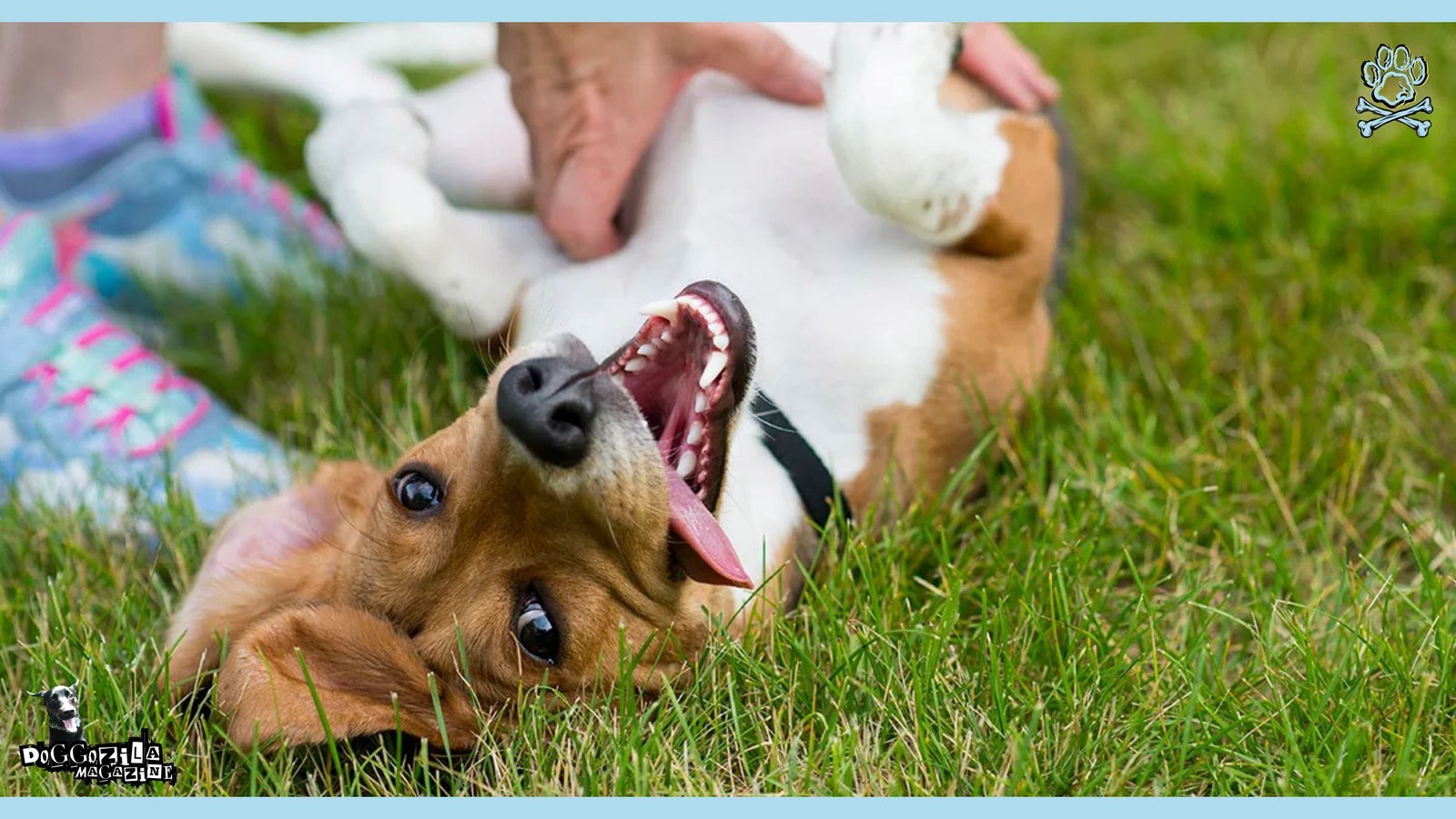 dog having fun in the park