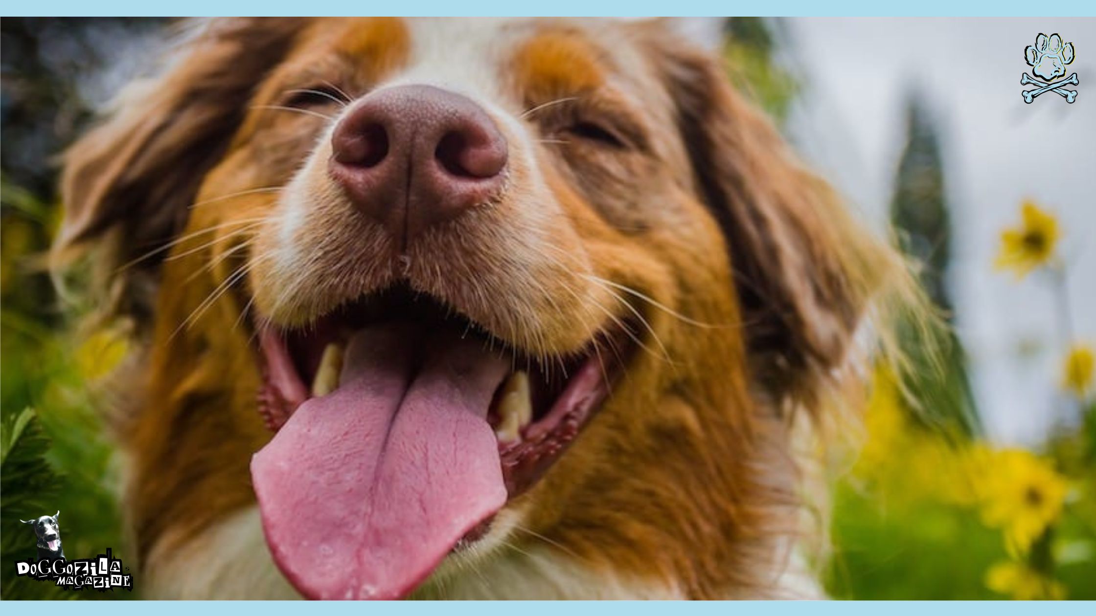 smiling dog