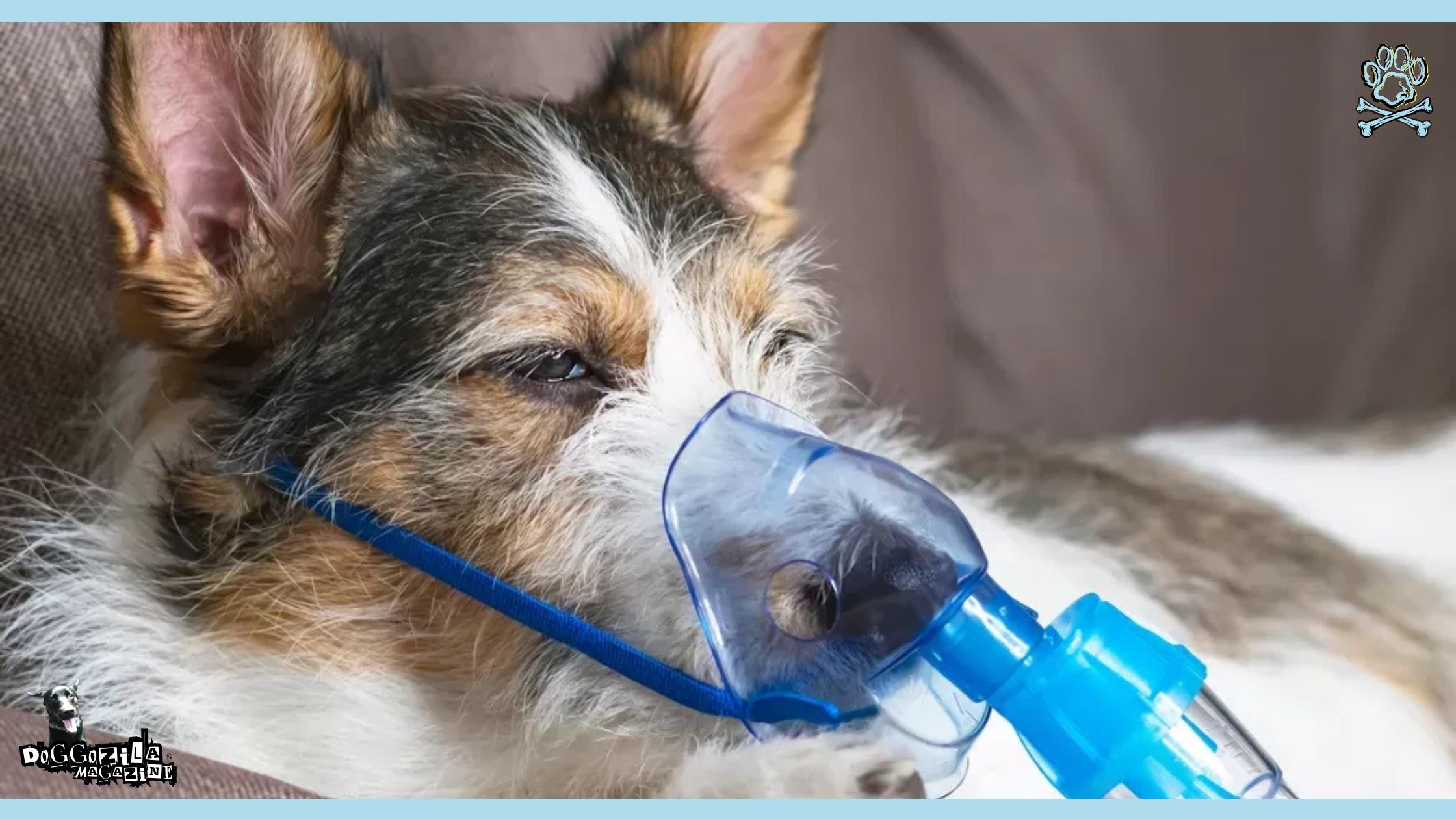 Asthma in Dogs: Symptoms, Causes and Treatment - Doggozila Magazine