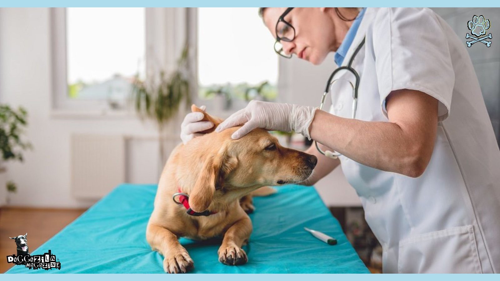 dog at the vet getting treatment