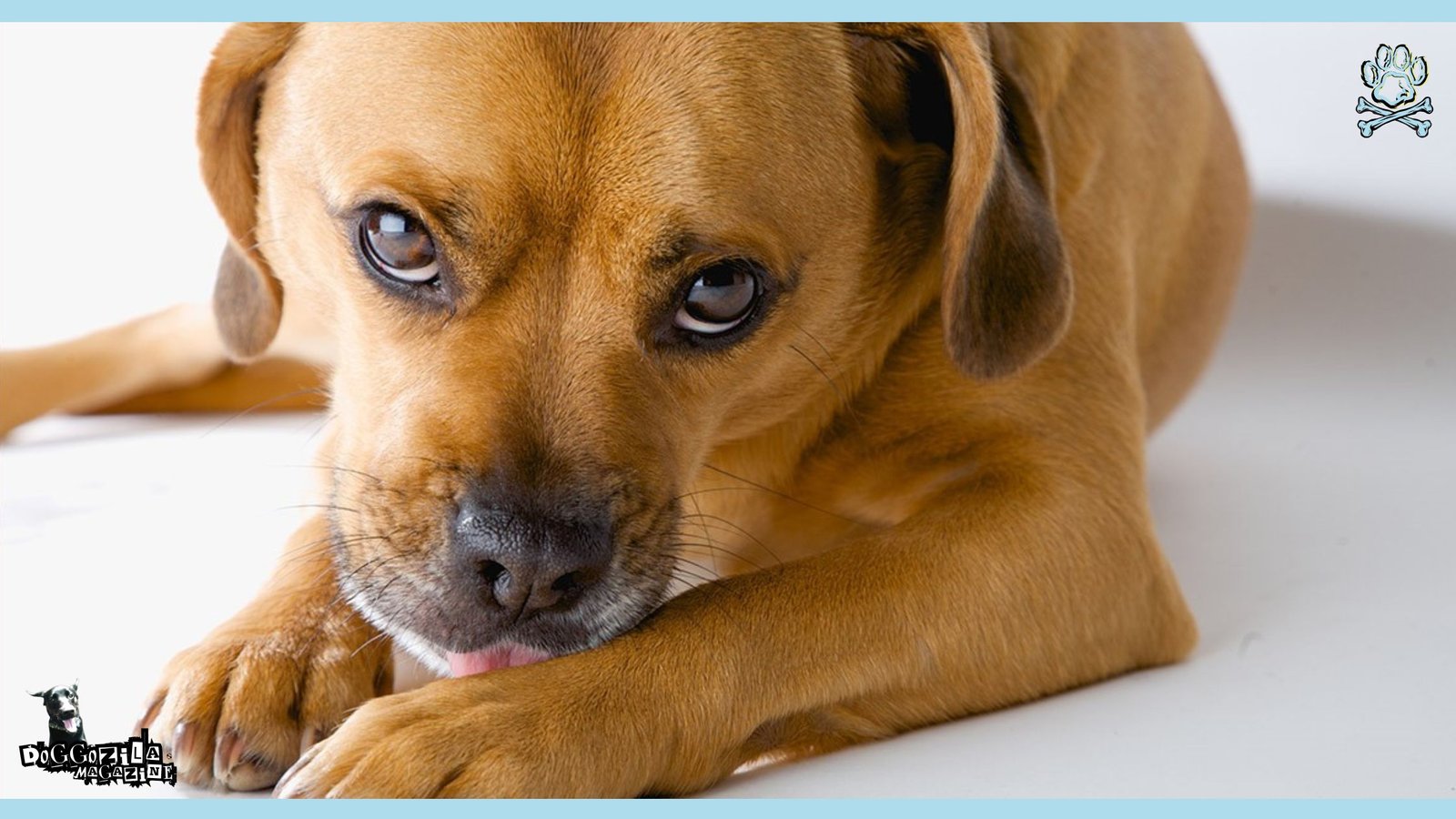 puppy making angry eye contact