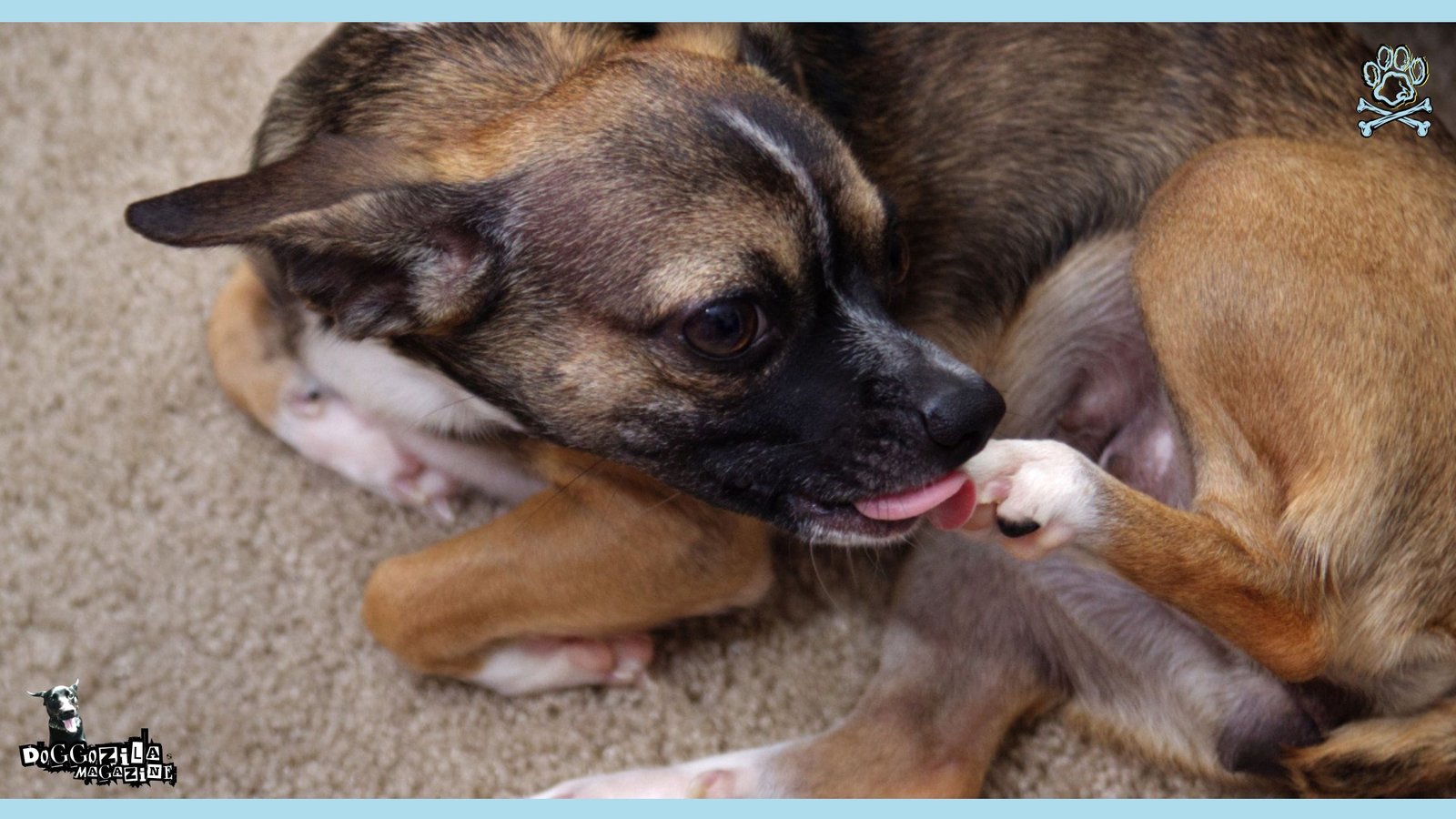 why your dog is licking his paws