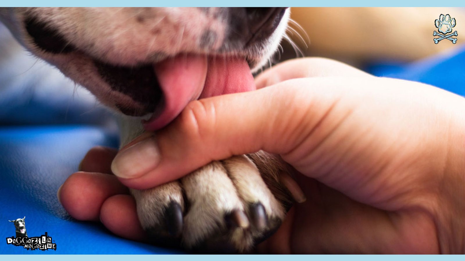 why your dog is licking his paws