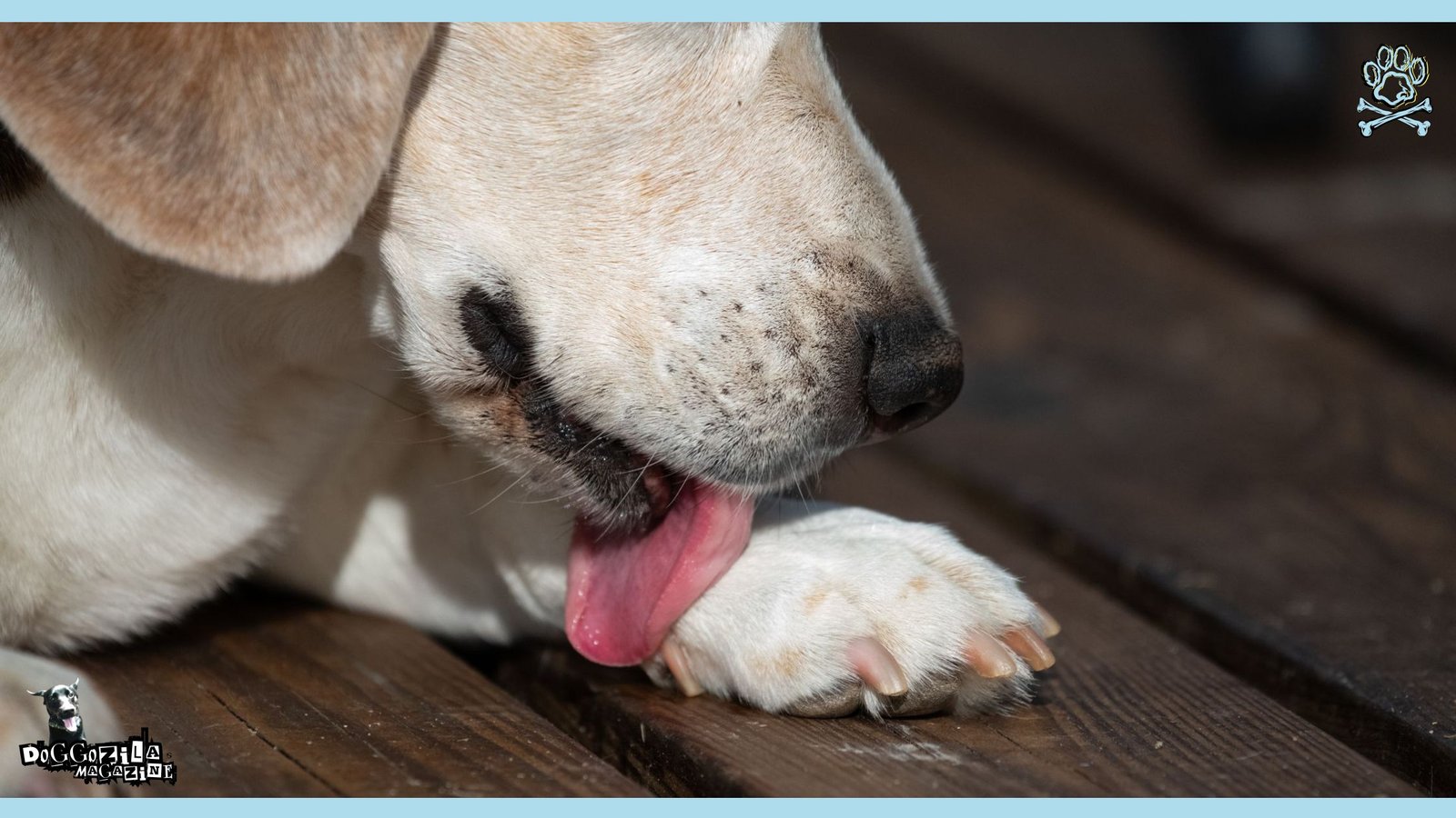 why your dog is licking his paws