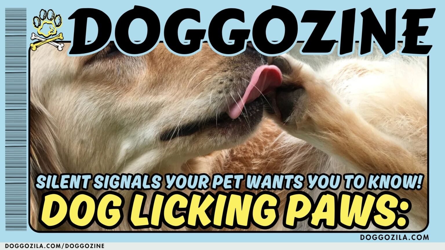 why your dog is licking his paws