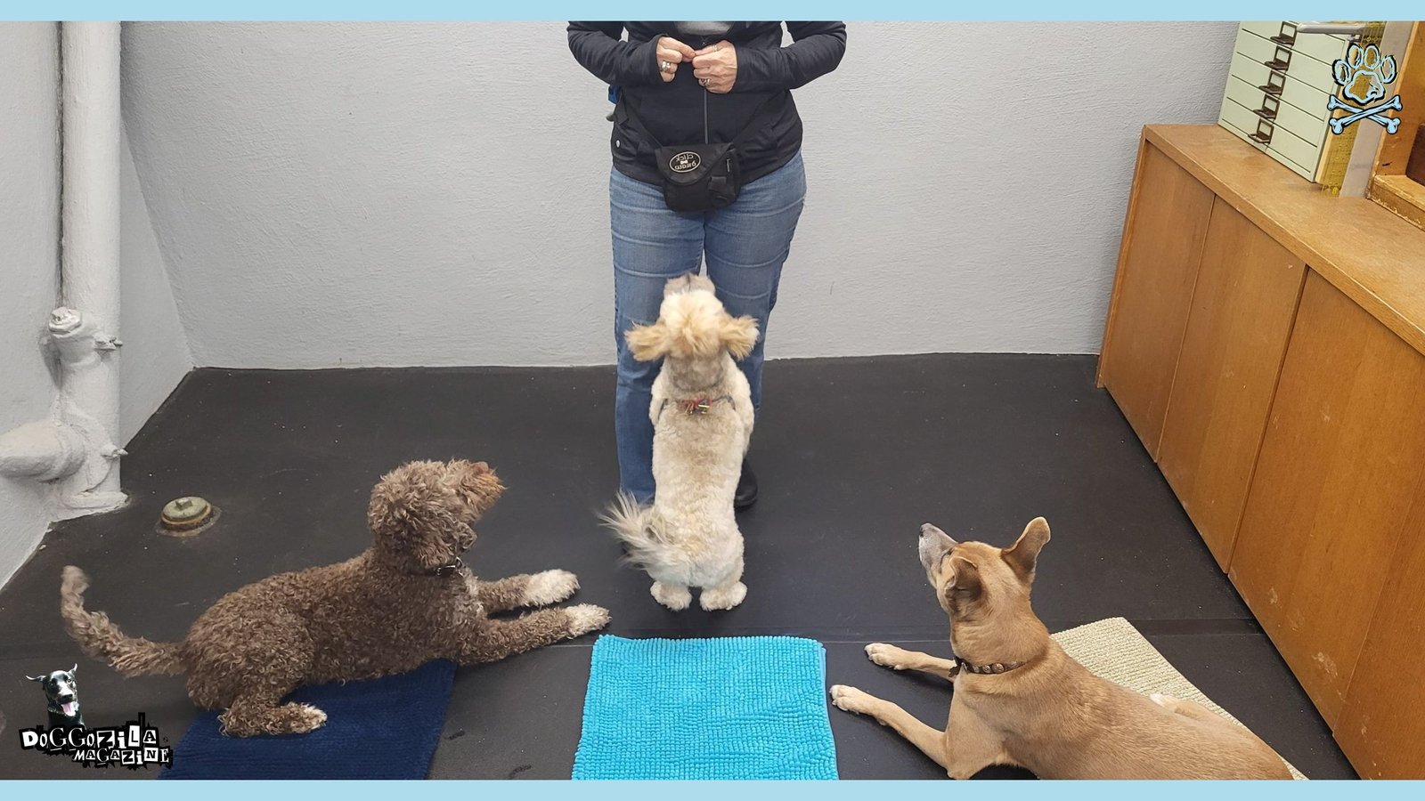 Focus Dog Training