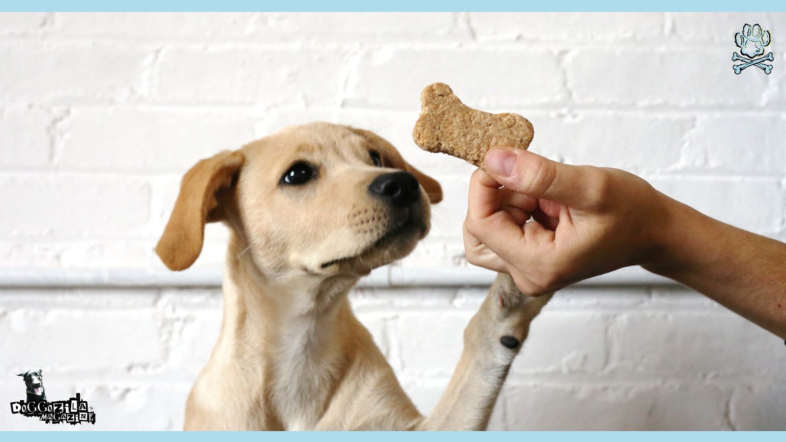 Homemade Dog Treats