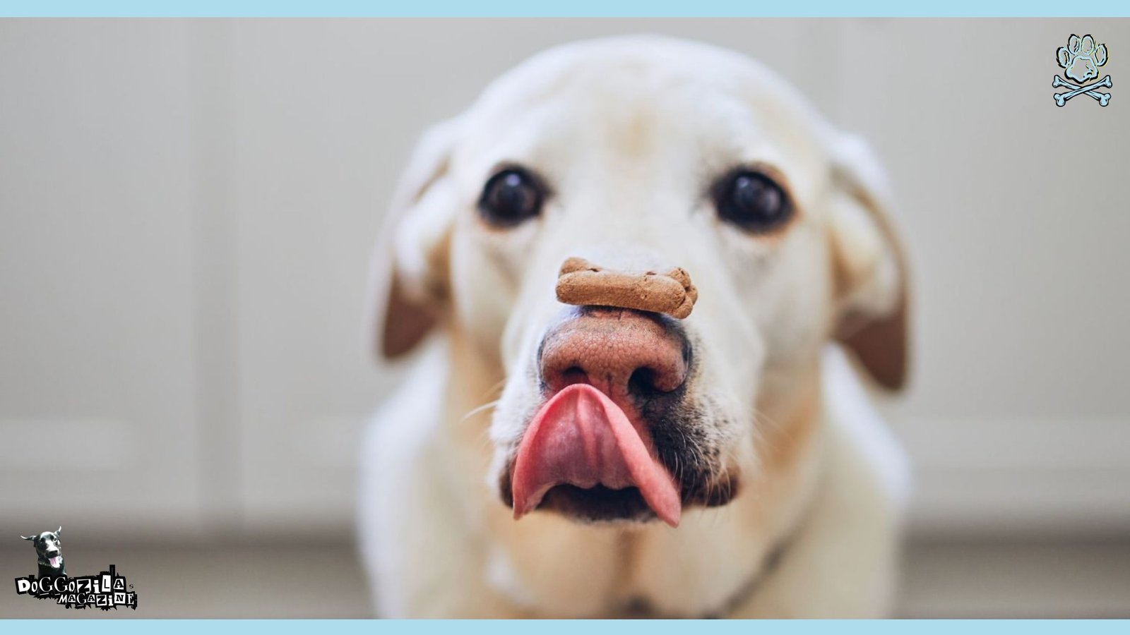 smart and trained labrador