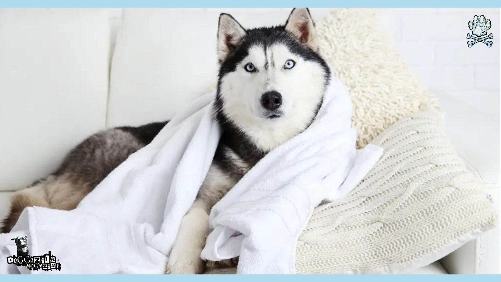 handsome husky dog