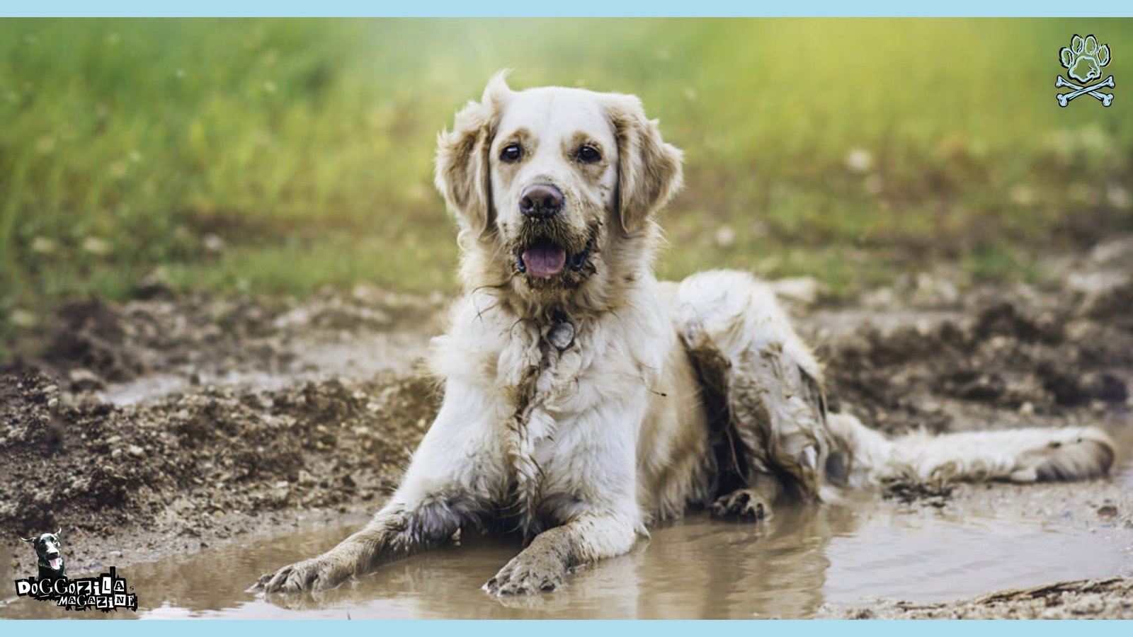 KEEP YOUR DOG FRESH WITHOUT BATHING