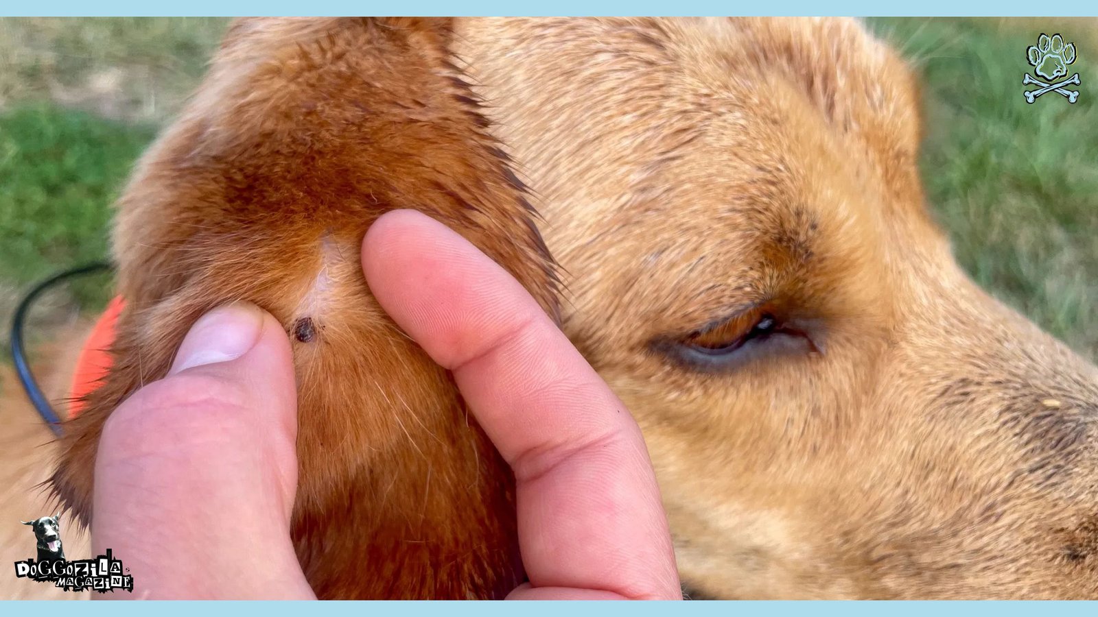 tick sucking dog's blood