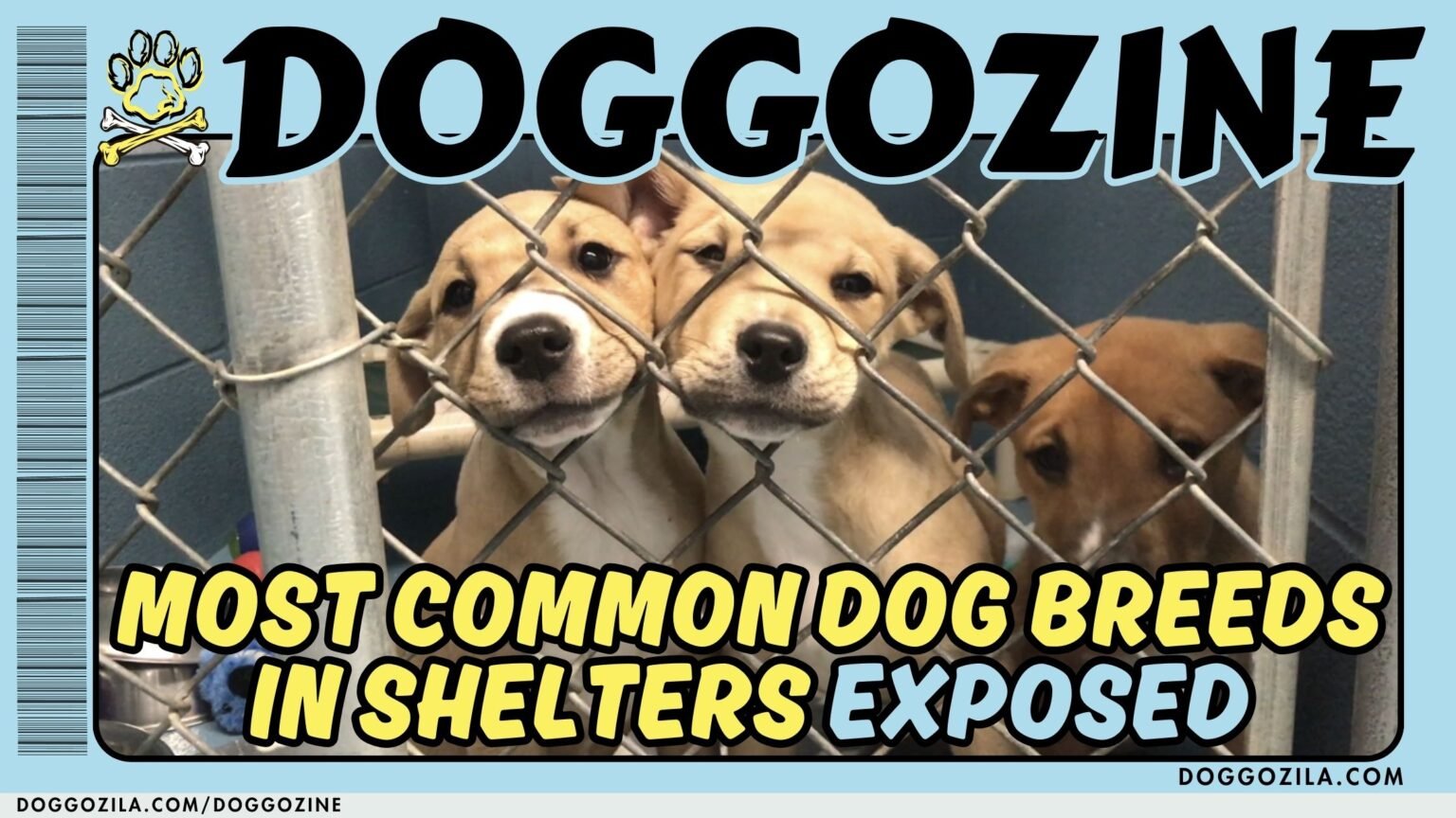 Most Common Dog Breeds in Shelters