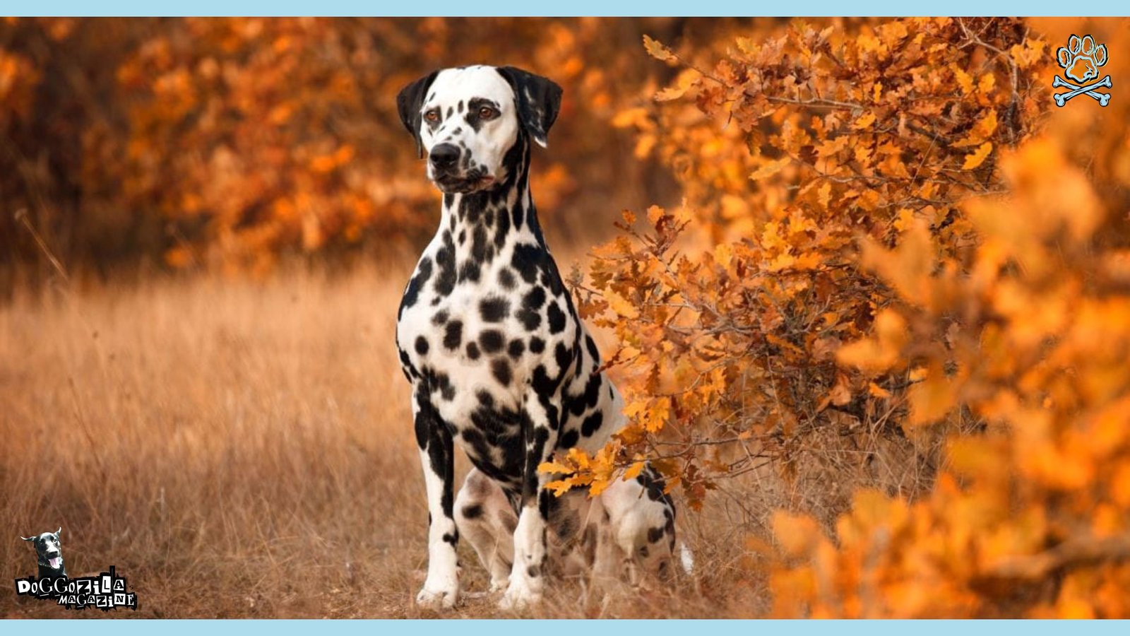 dalmatian puppy in autumn