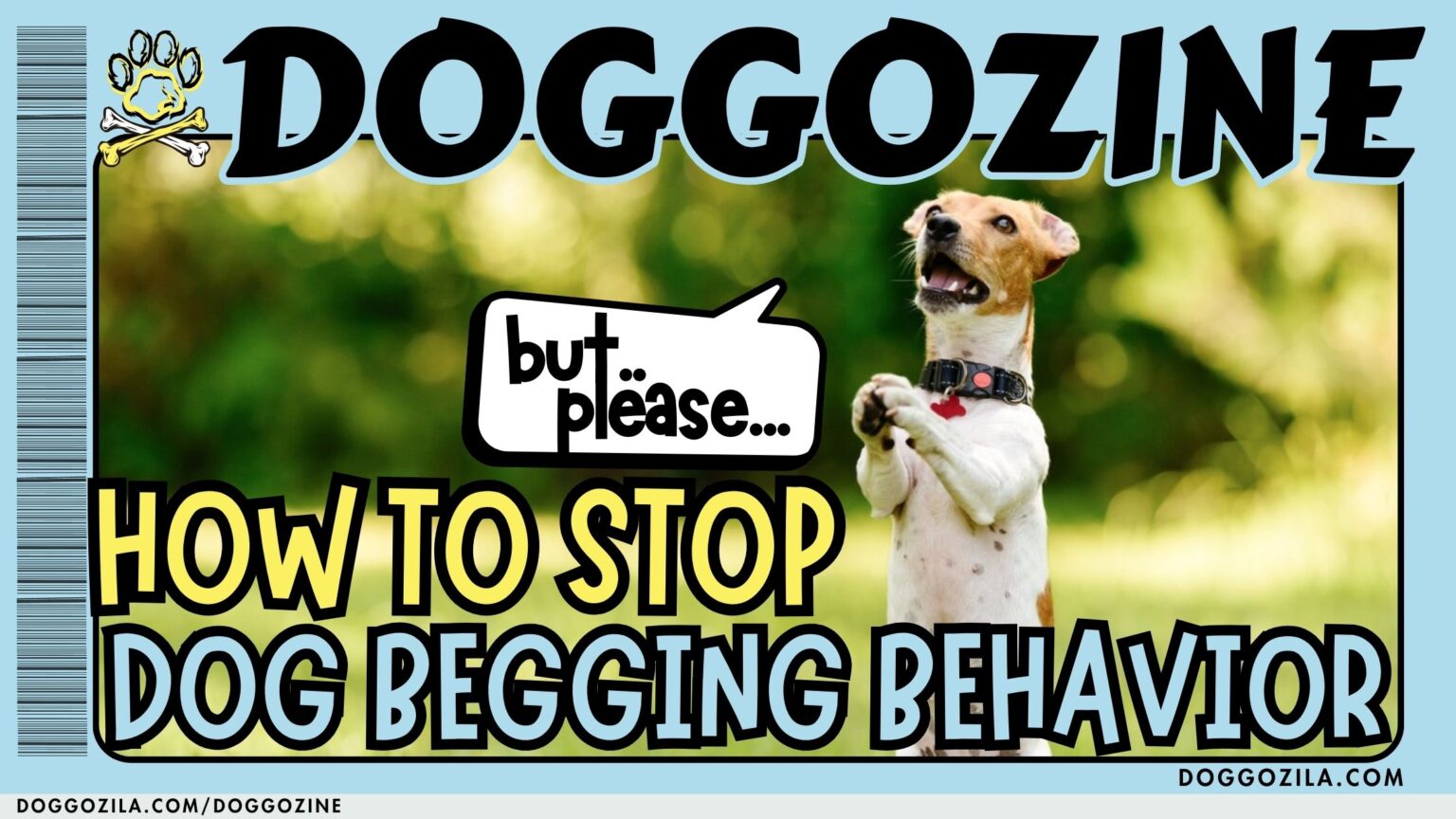 dog begging behavior