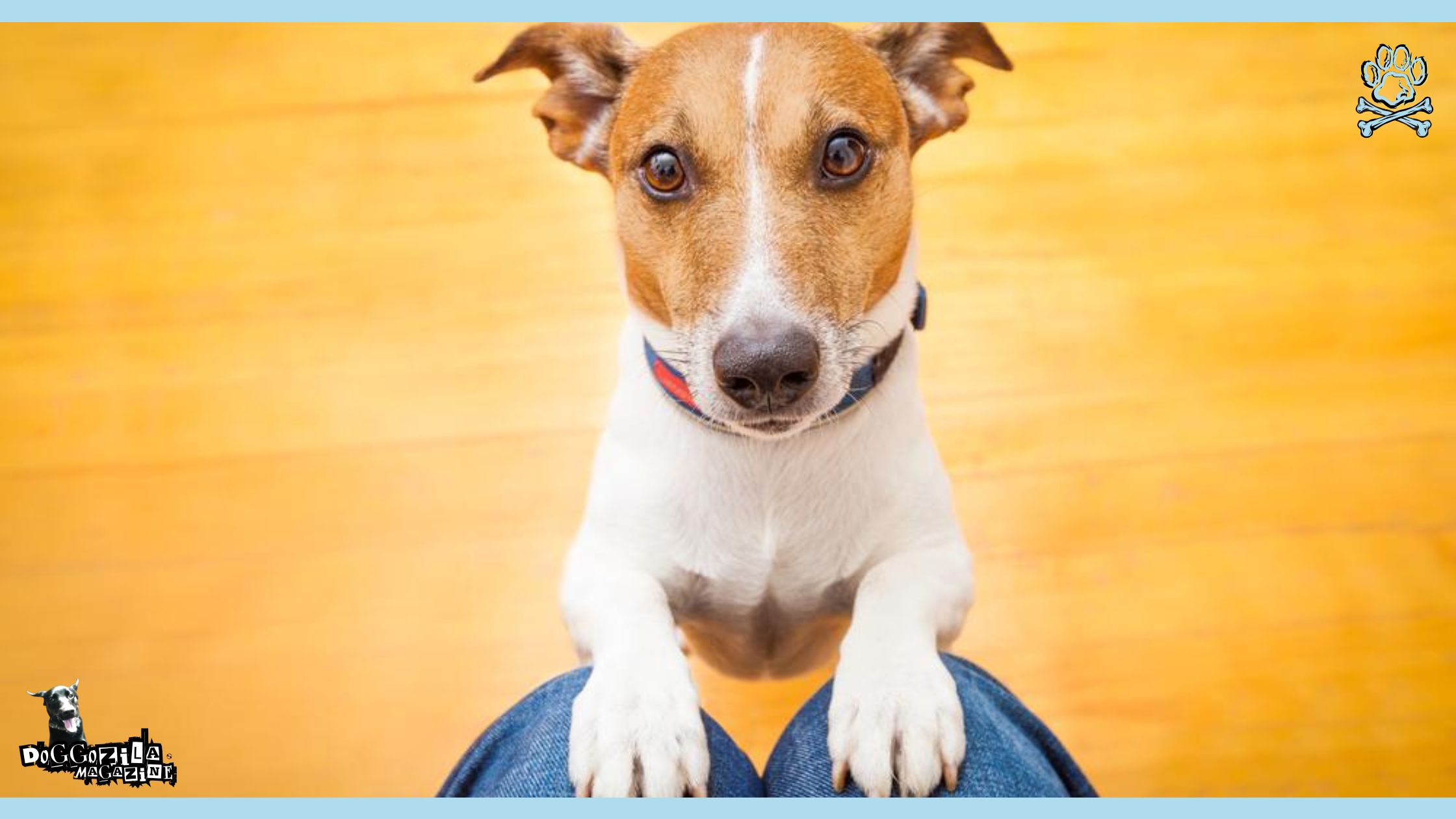 cute puppy looking into your eyes