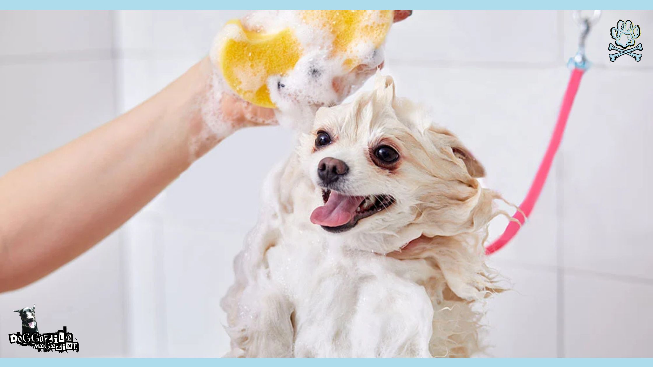 dog health myths grooming