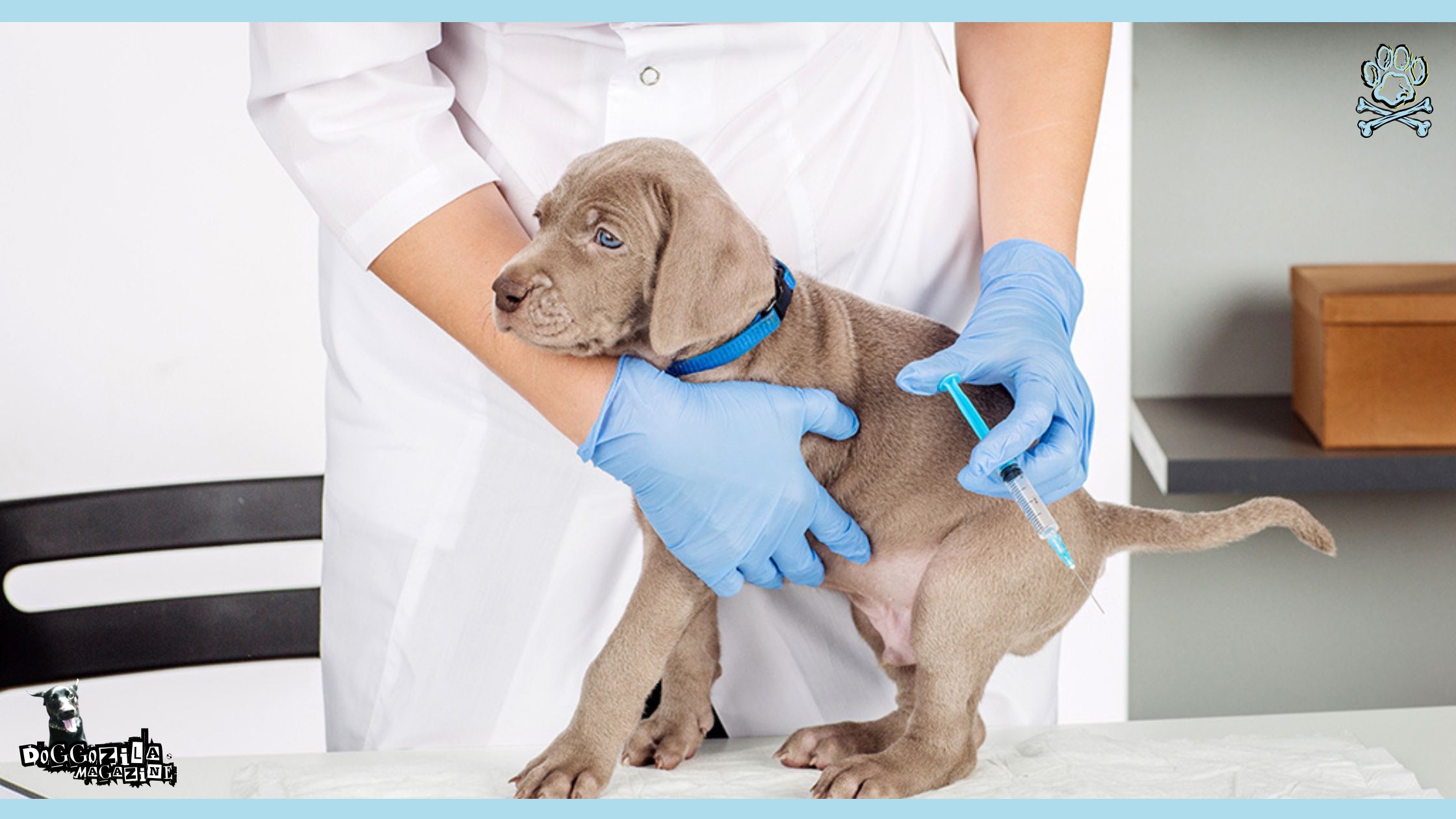 dog health myths neutering