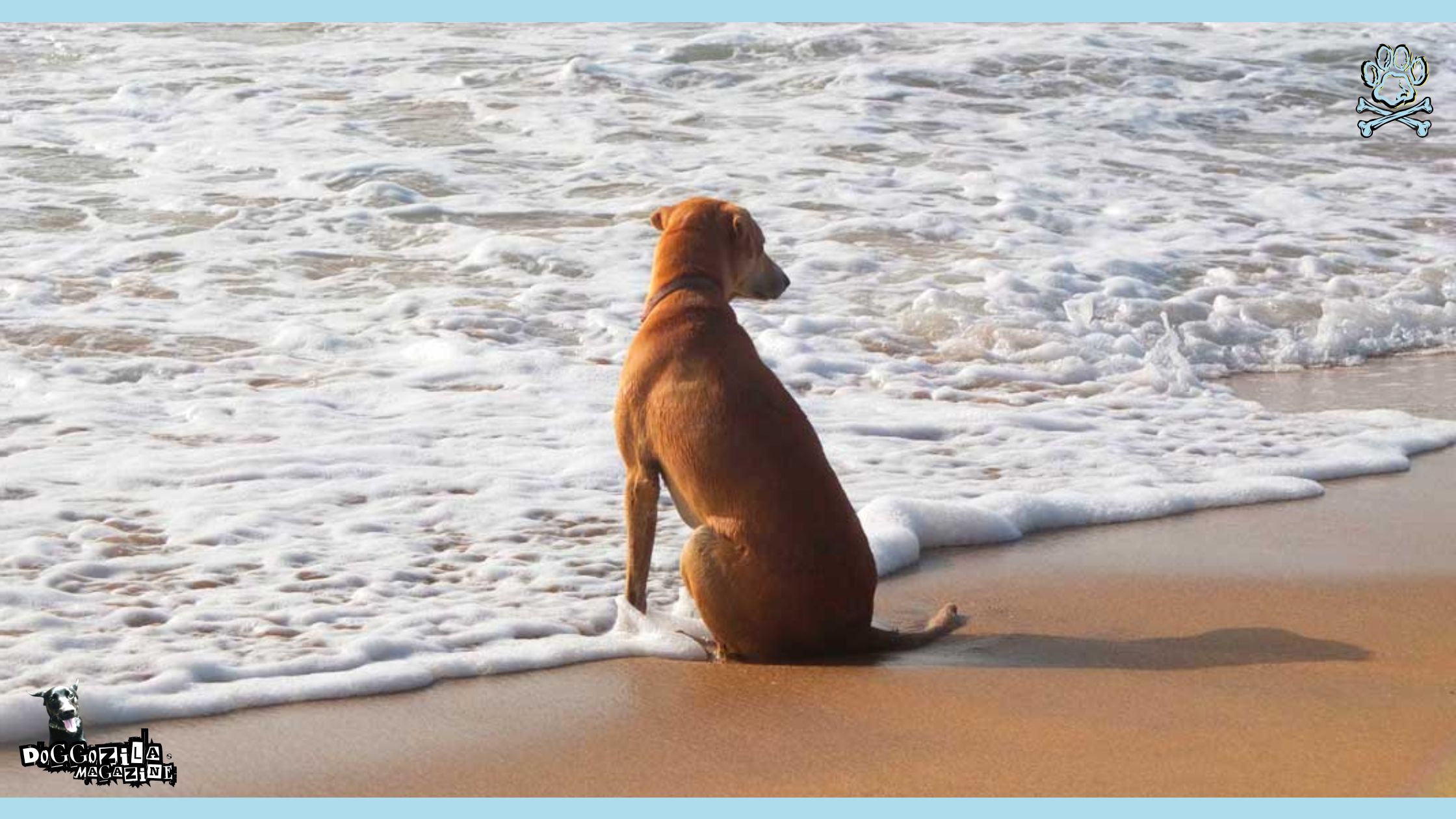 Sandy the lifeguard