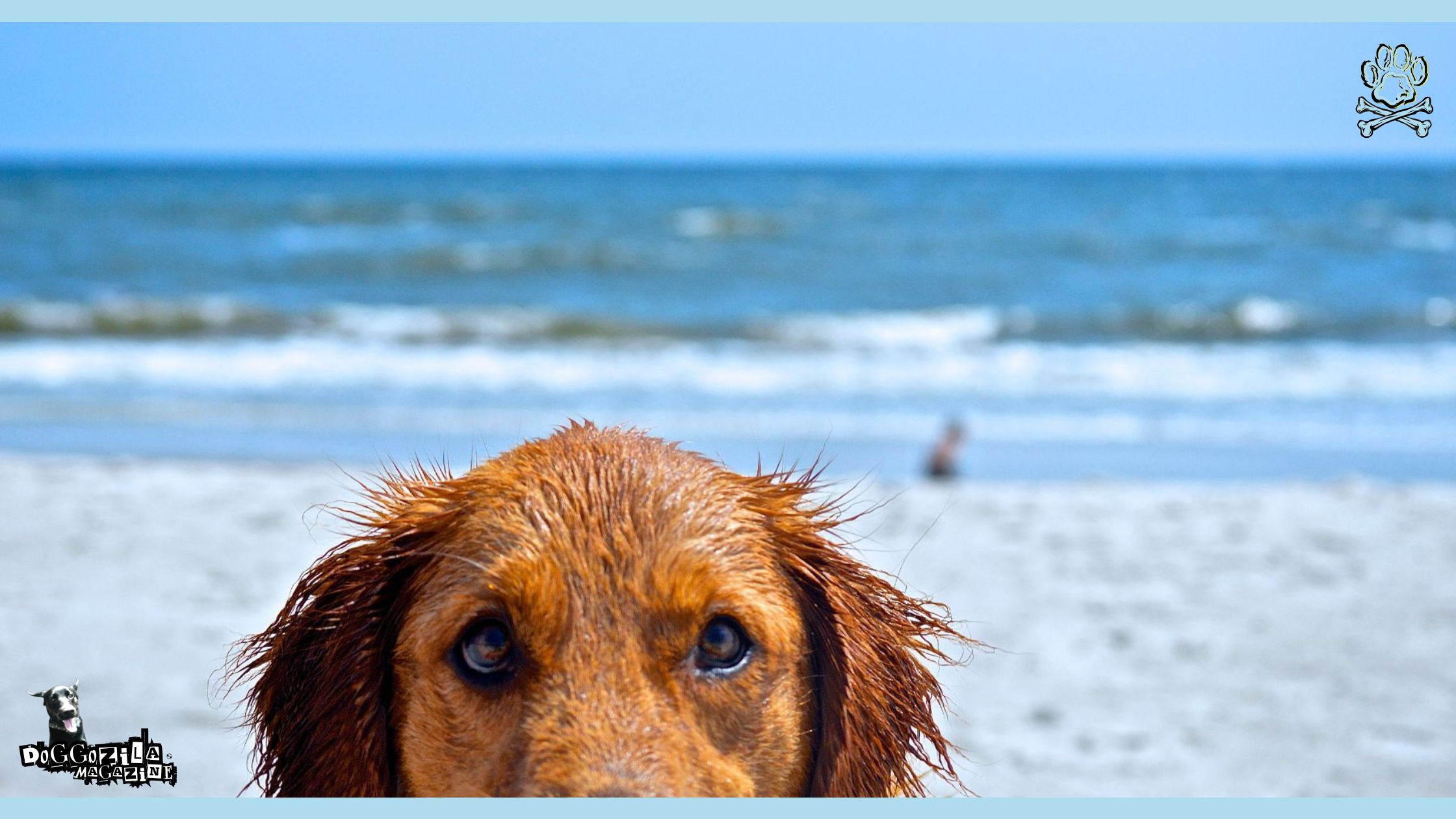 Sandy the lifeguard