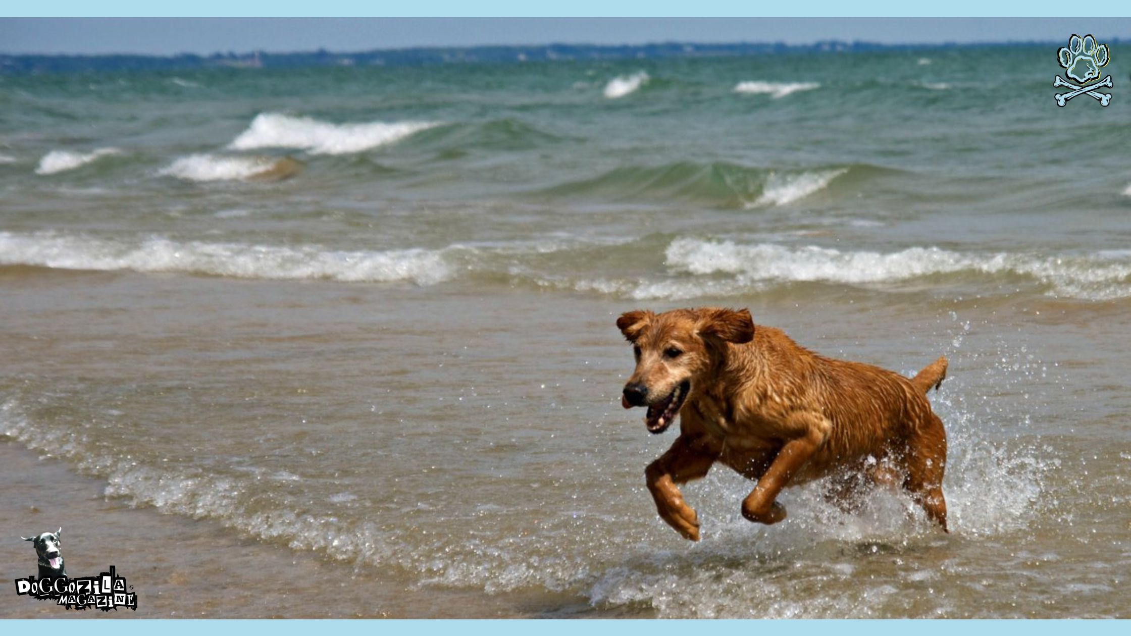 stray dog Sandy the lifeguard