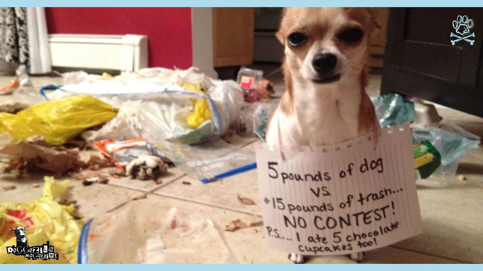 public dog shaming