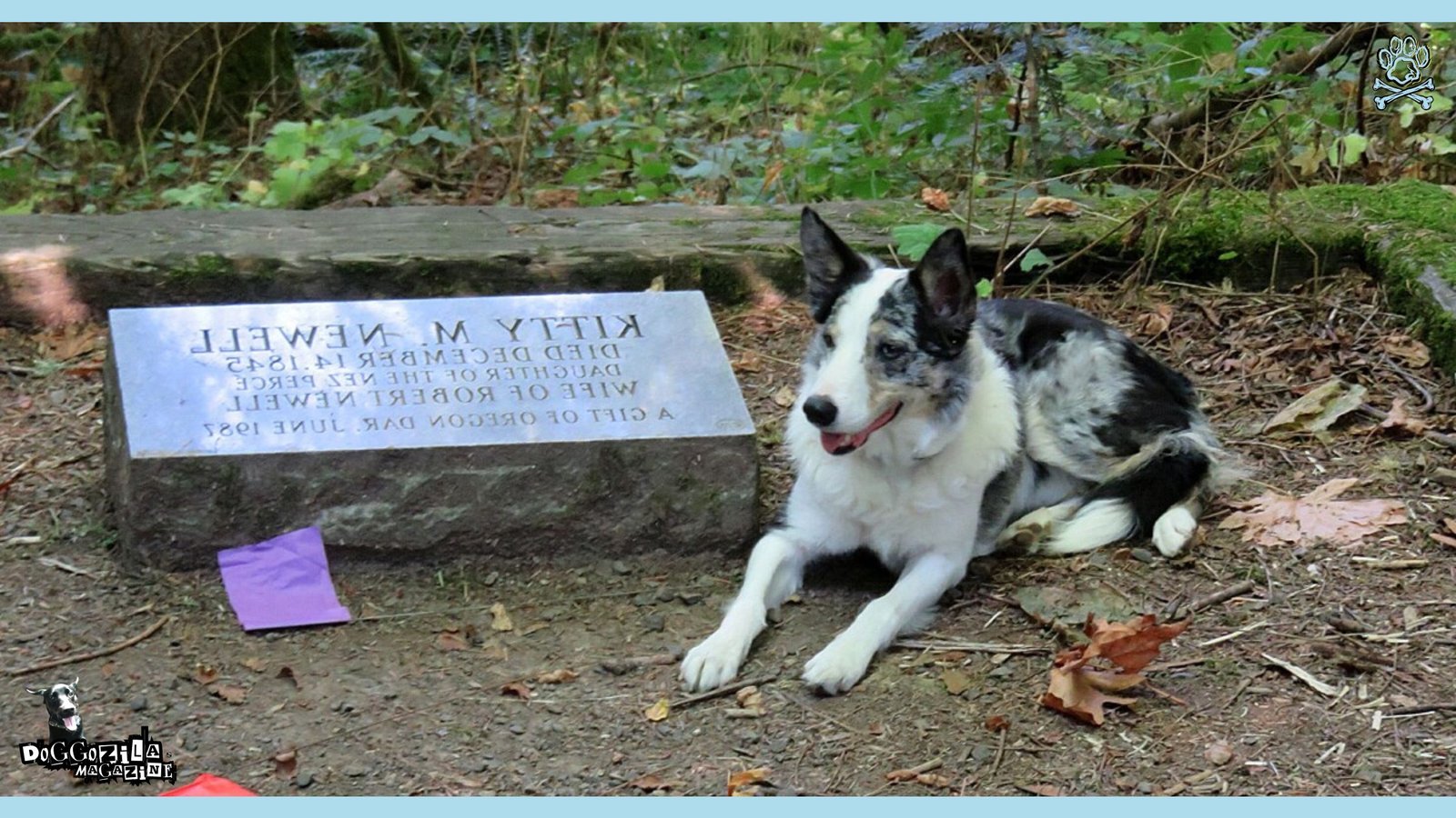 dog at his owner and friend's grave