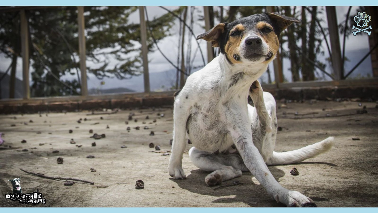 dog scratching his neck