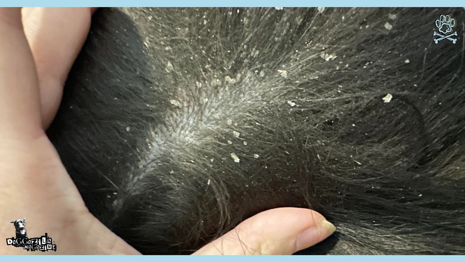 Cure for Dandruff in Dogs