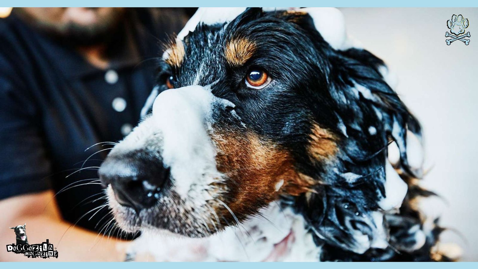 dog getting a bath