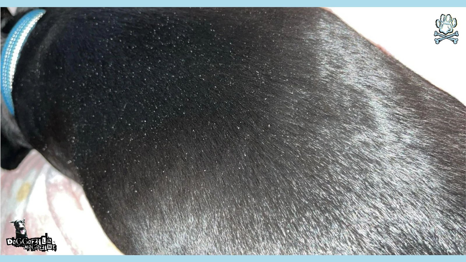 Cure for Dandruff in Dogs