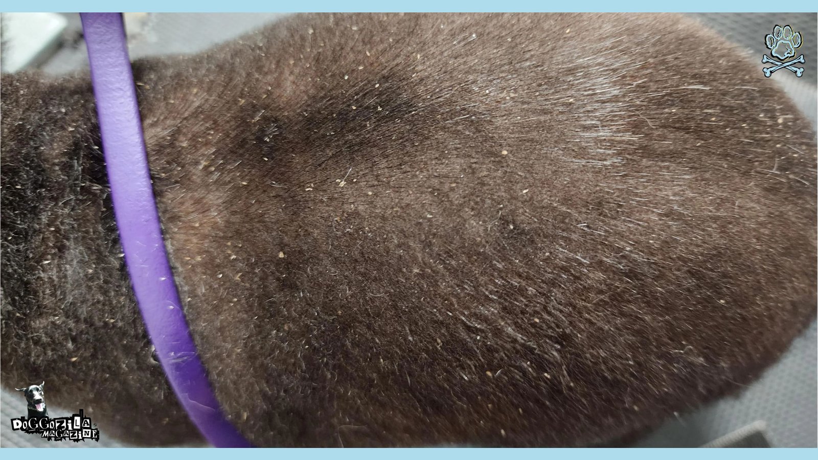 Cure for Dandruff in Dogs