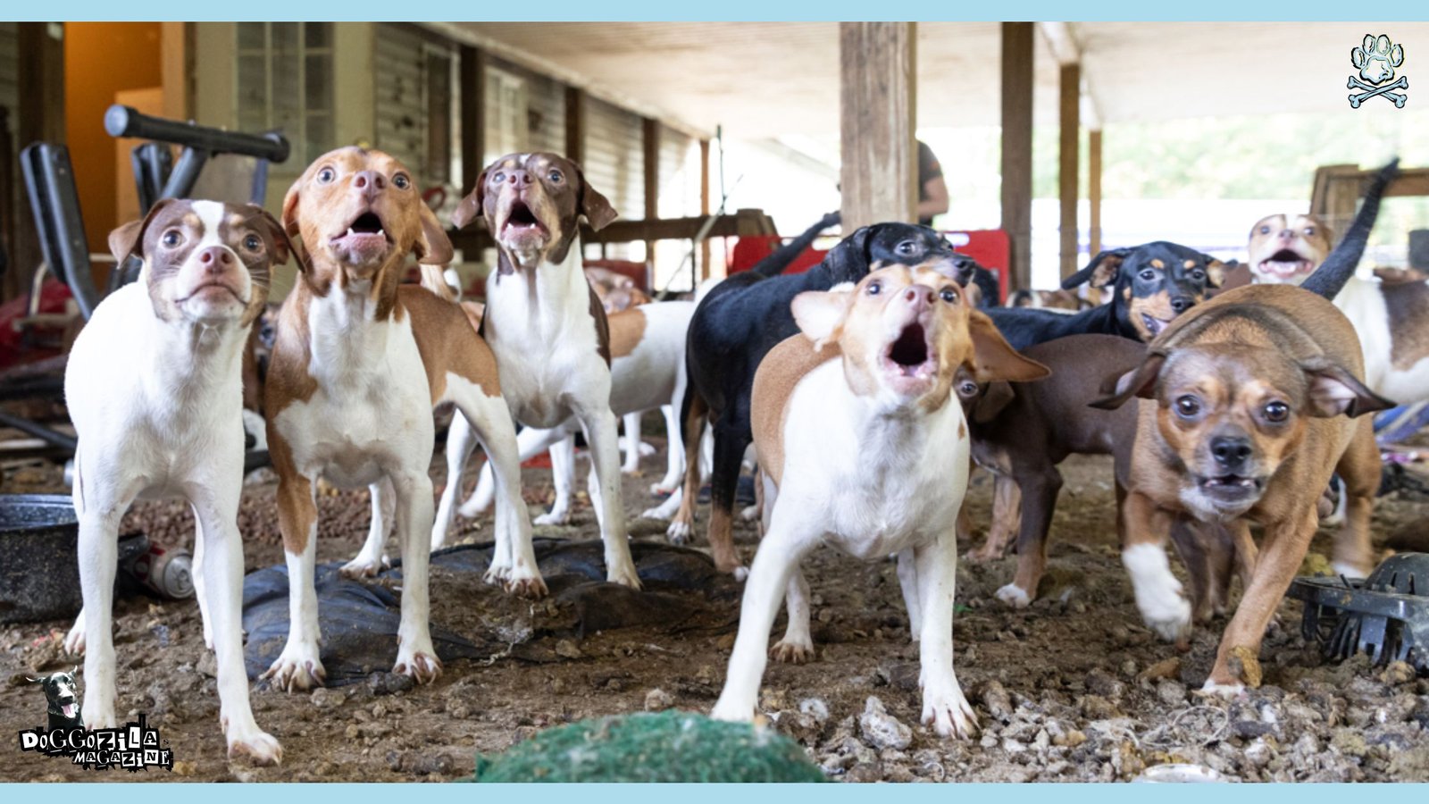 Dog Hoarding