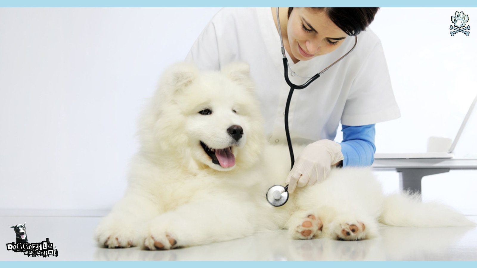 cute dog at his regular vet visit