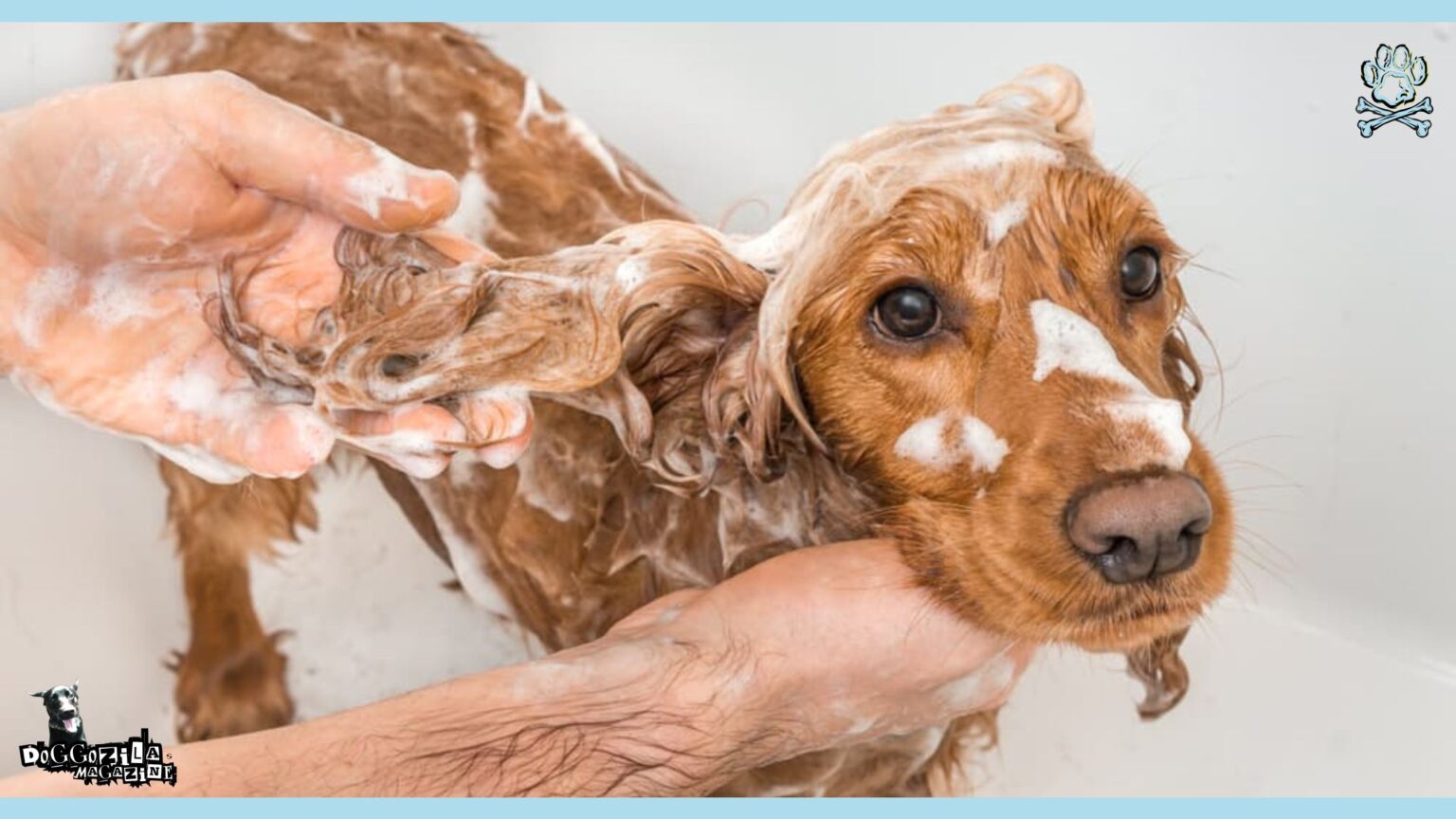 A closer look at How To Prevent Flea Allergy In Dogs