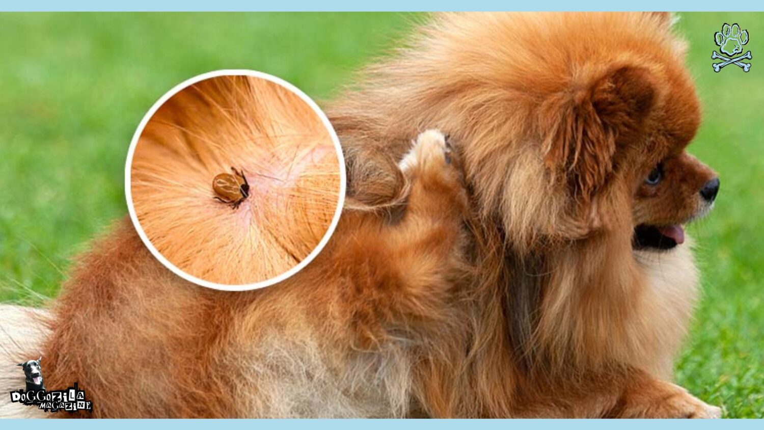 Flea Allergy in Dogs: Causes, Symptoms, and Solutions • Doggozila Magazine