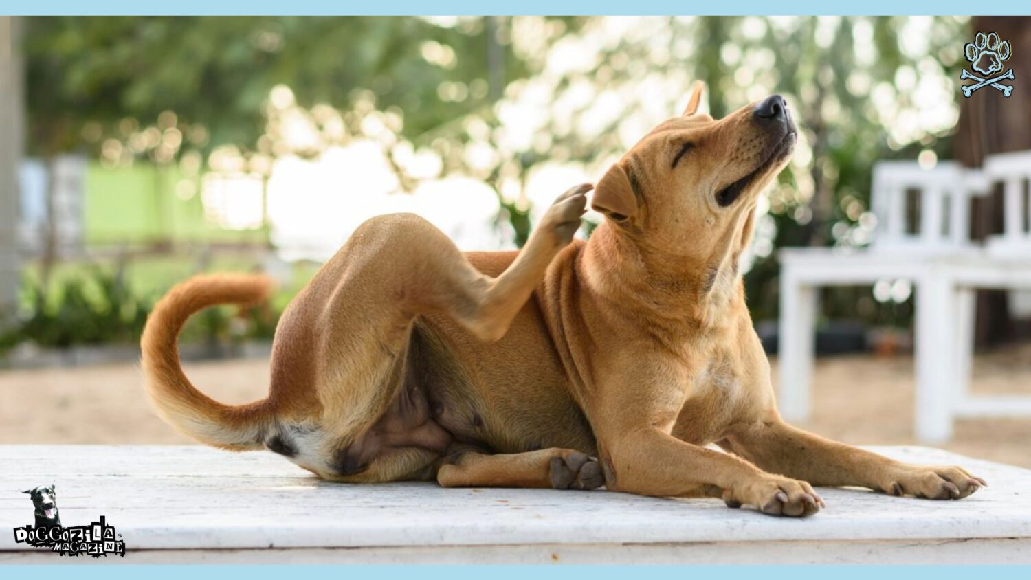 Flea Allergy in Dogs: Causes, Symptoms, and Solutions • Doggozila Magazine