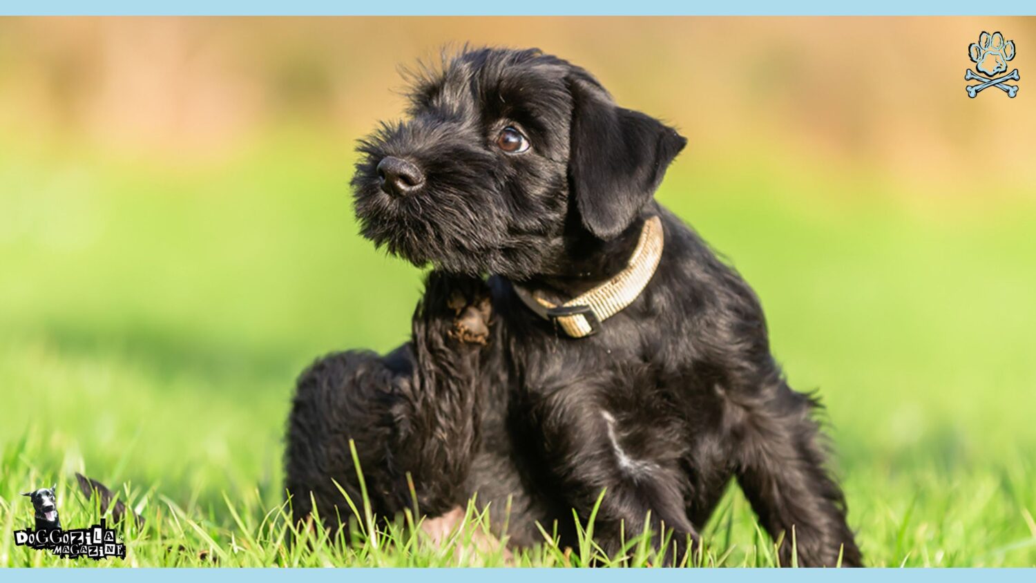 View of Flea Allergy in Dogs: Causes, Symptoms, and Solutions • Doggozila Magazine