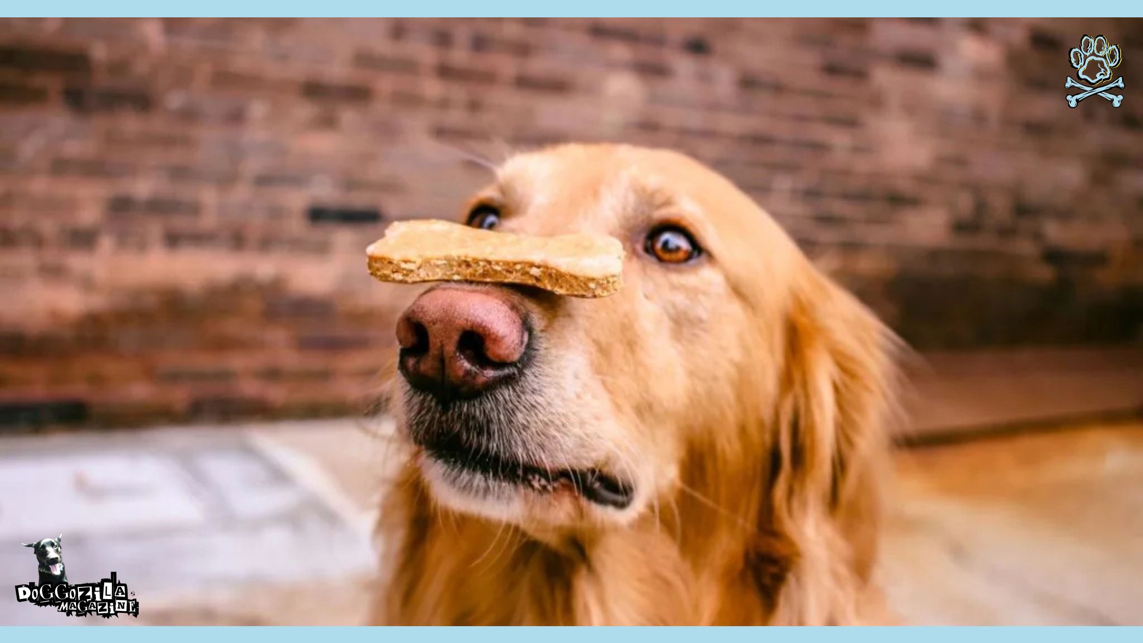 Homemade recipes for Dog Chews