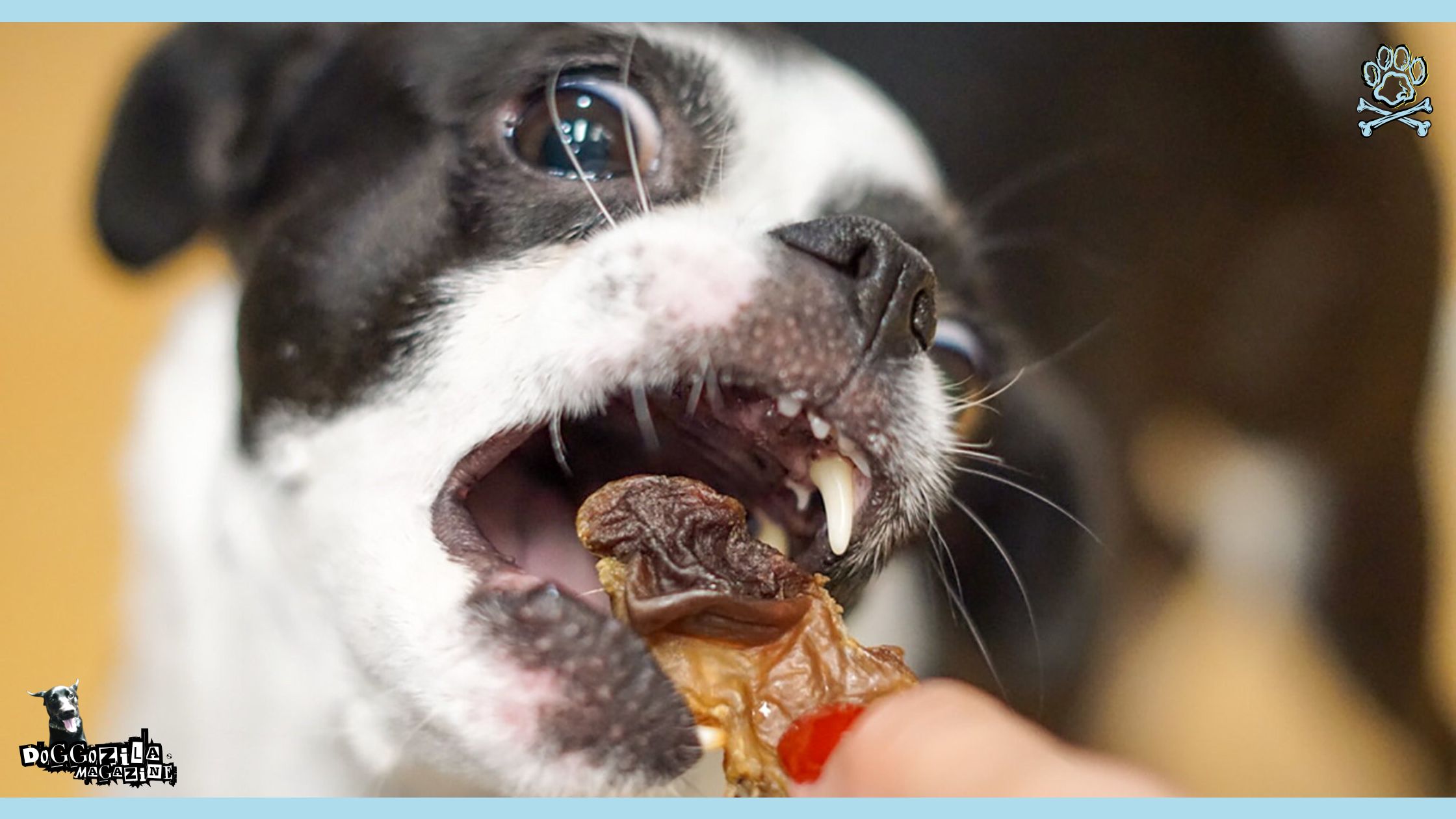 puppy eating healthy food