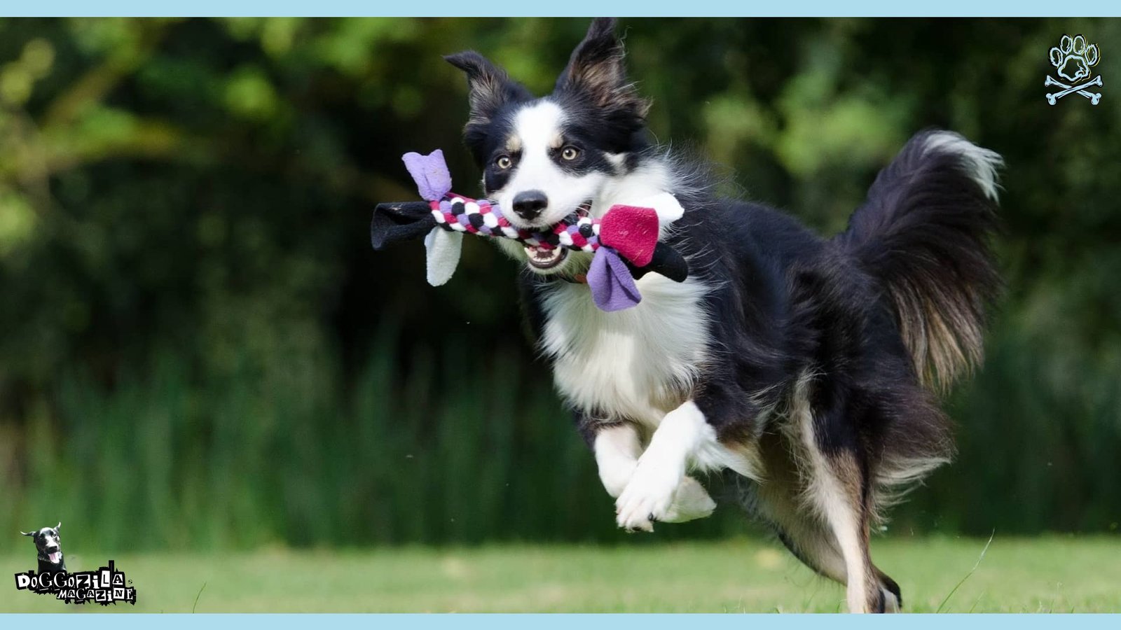 dog playing in the park