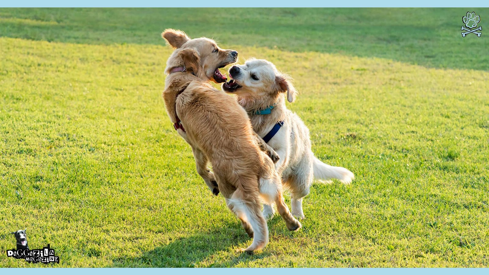 two dogs fighting-dog aggression